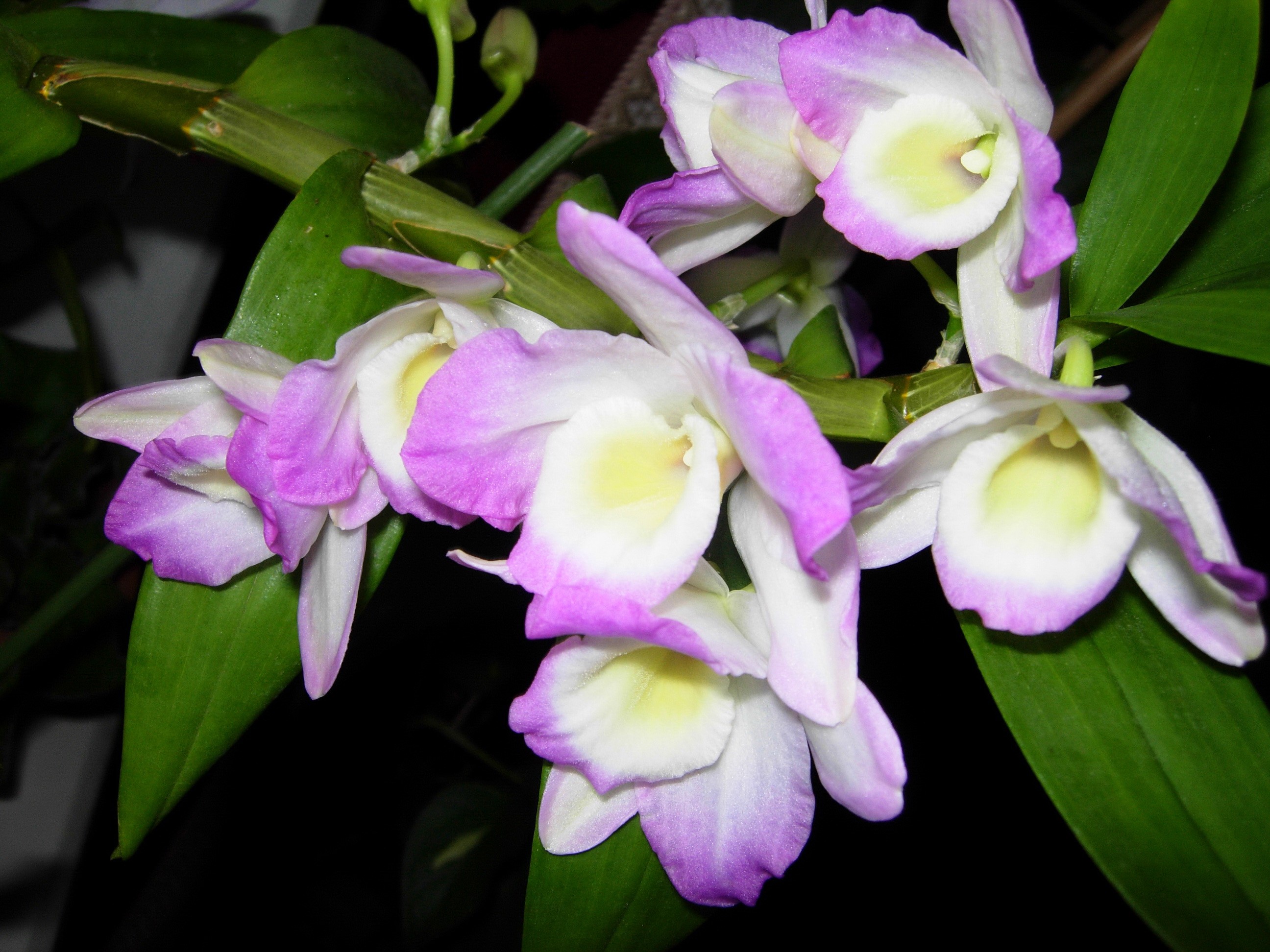 Dendrobium orchids with pink and white petals HD Wallpaper