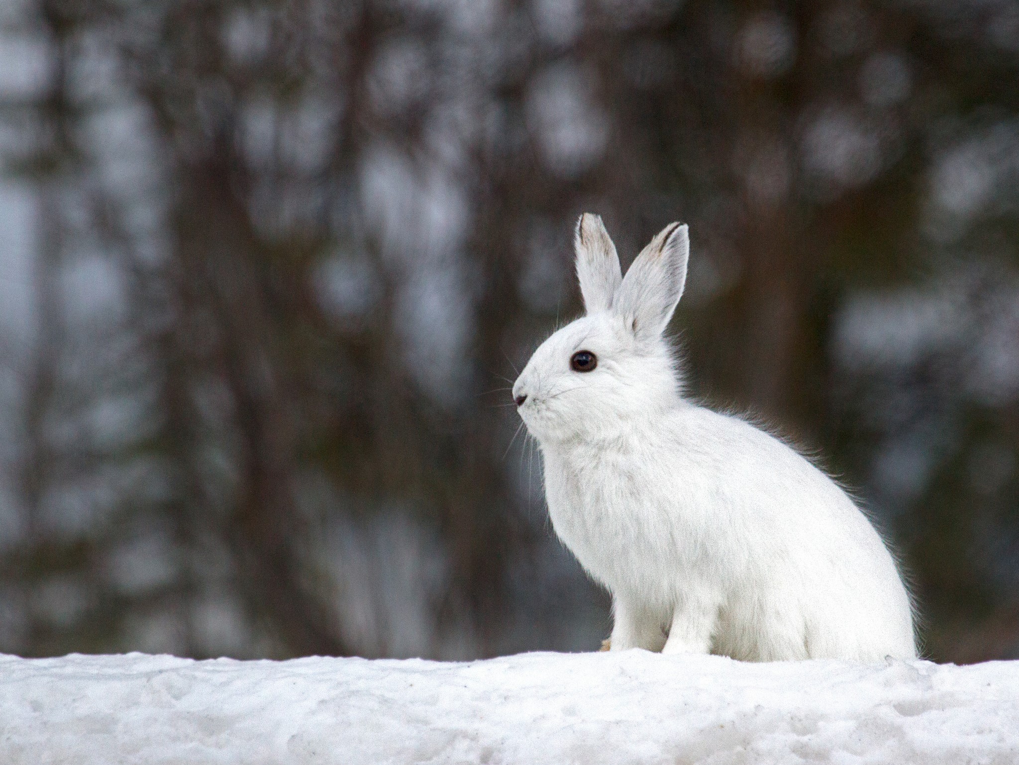 White rabbit sitting on snow in winter forest HD Wallpaper