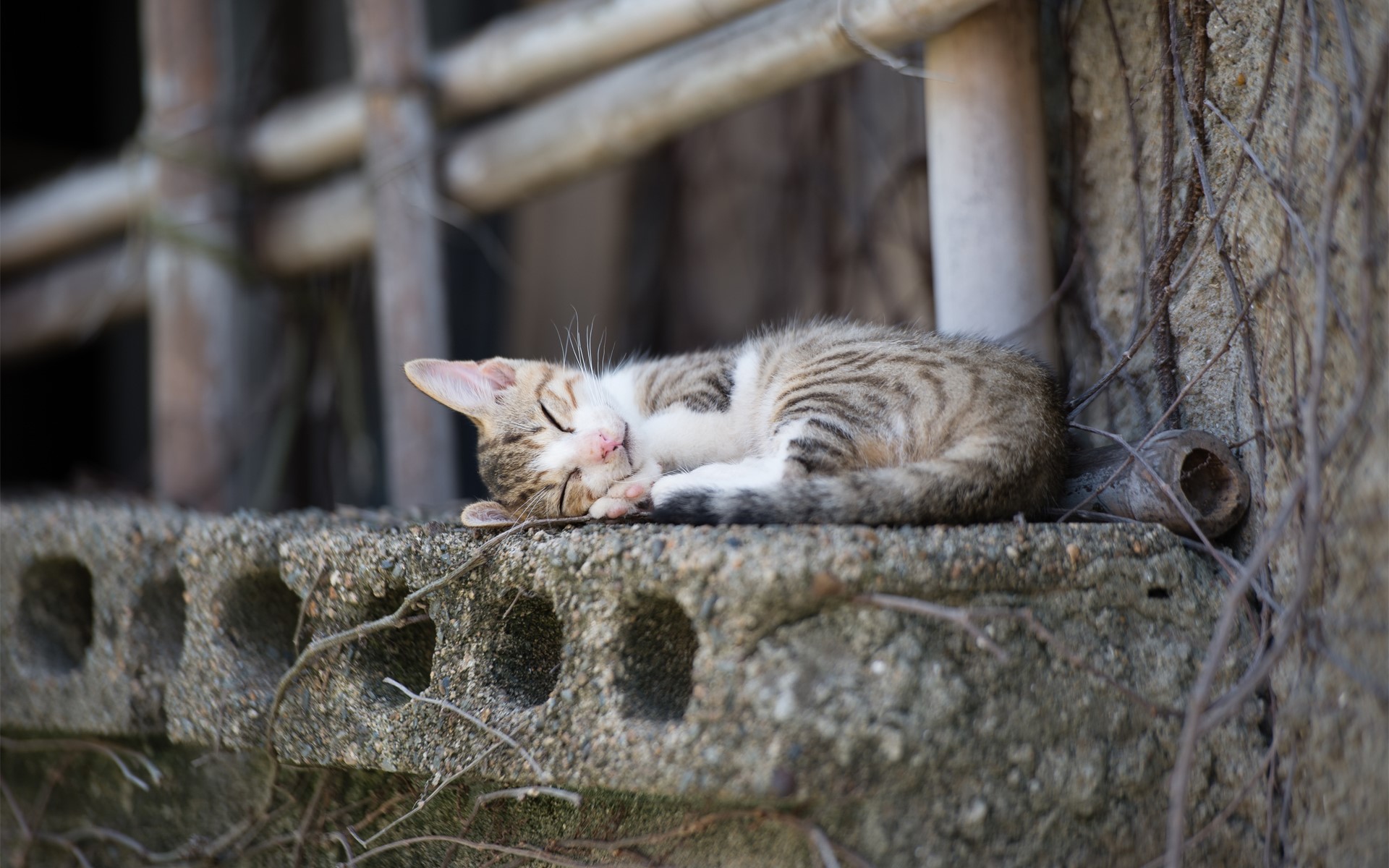 Tabby kitten sleeping on a concrete ledge HD Wallpaper