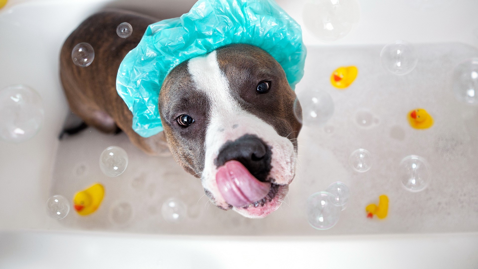 Dog wearing a shower cap in a bathtub HD Wallpaper