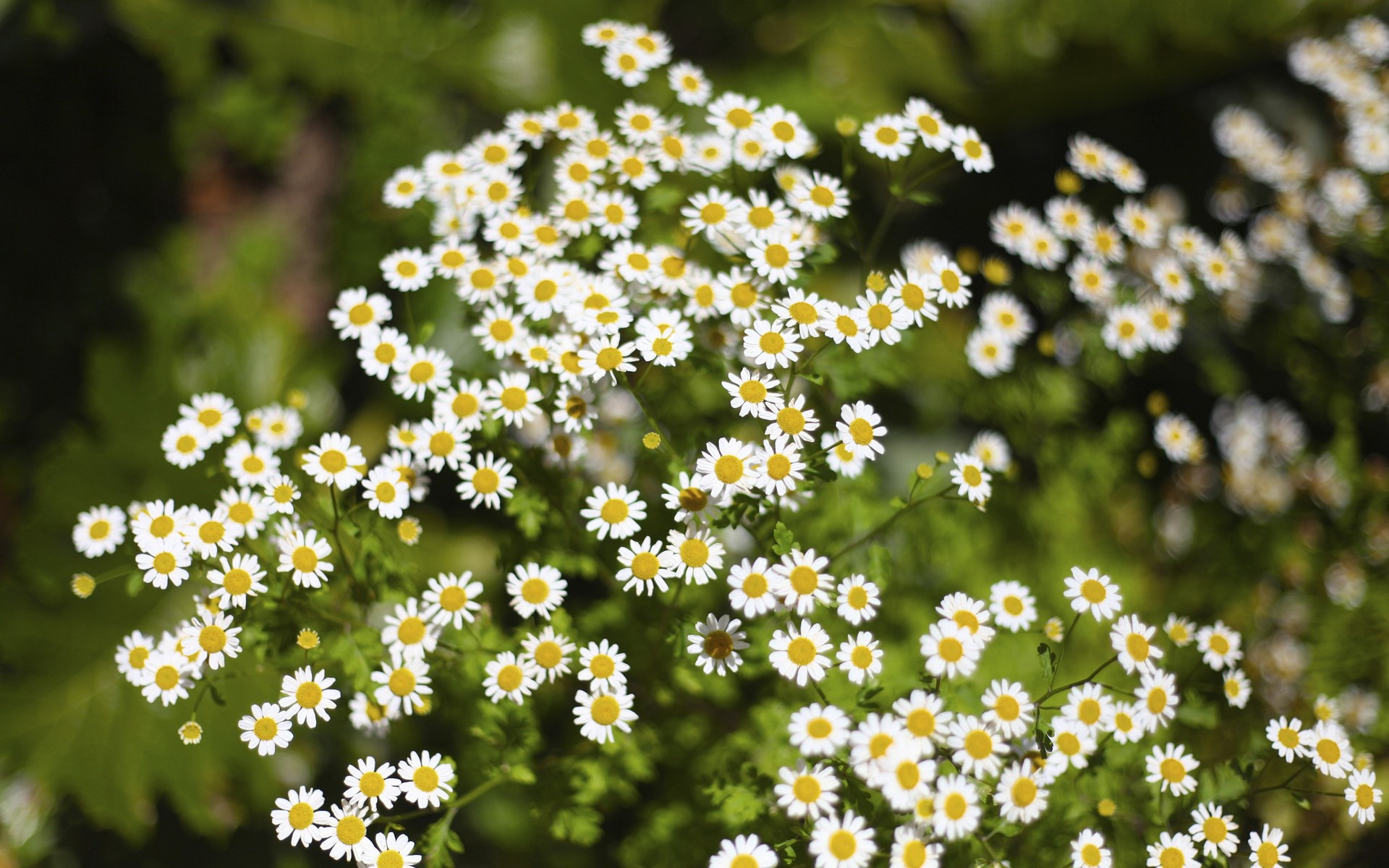 Many white camomiles with yellow centers HD Wallpaper
