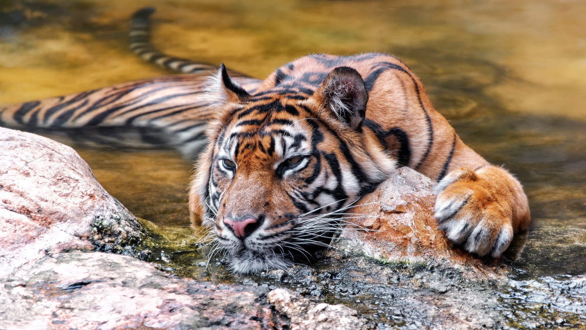 Tiger resting in shallow water near rocks HD Wallpaper