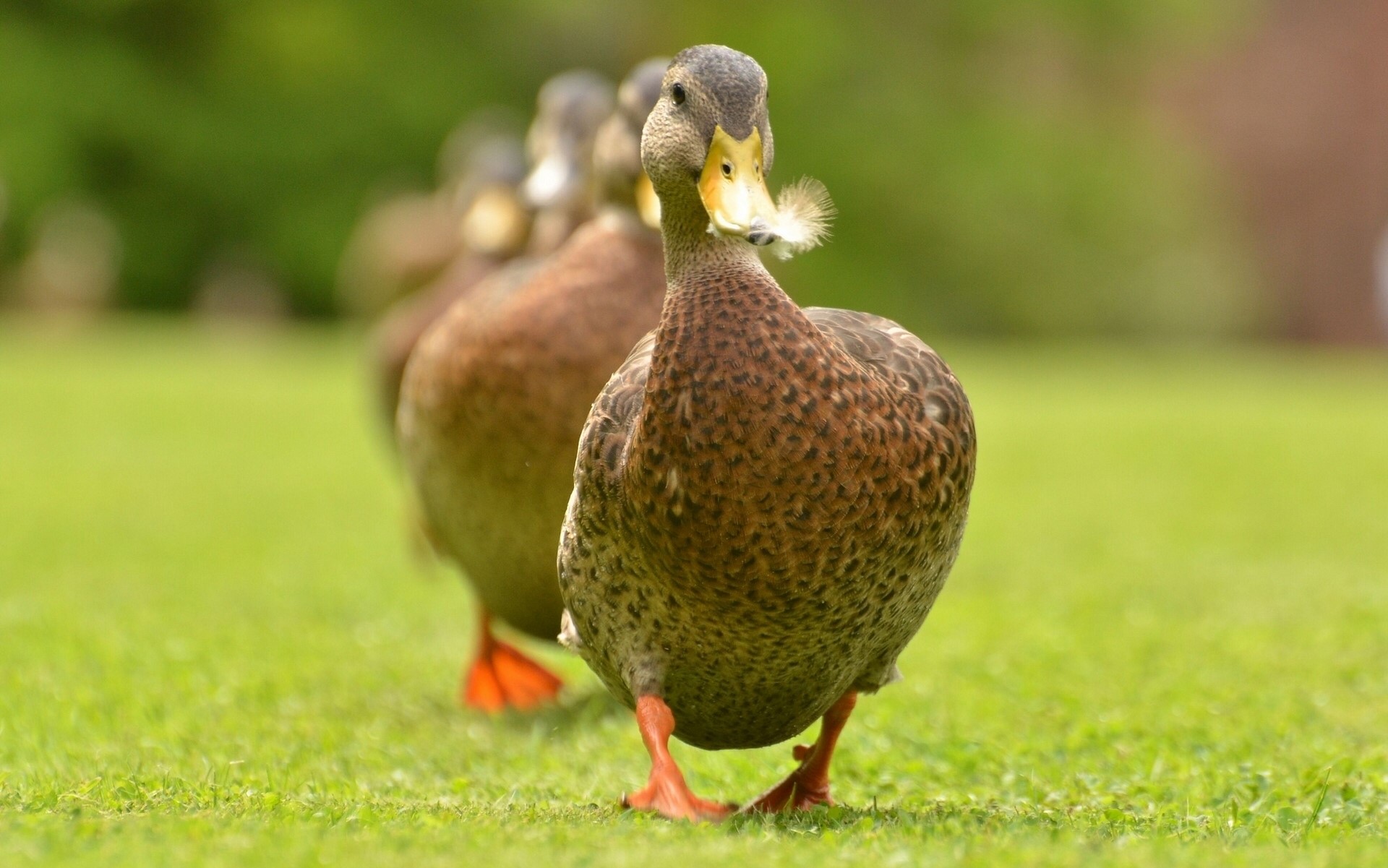 Ducks walking in a line on grass HD Wallpaper