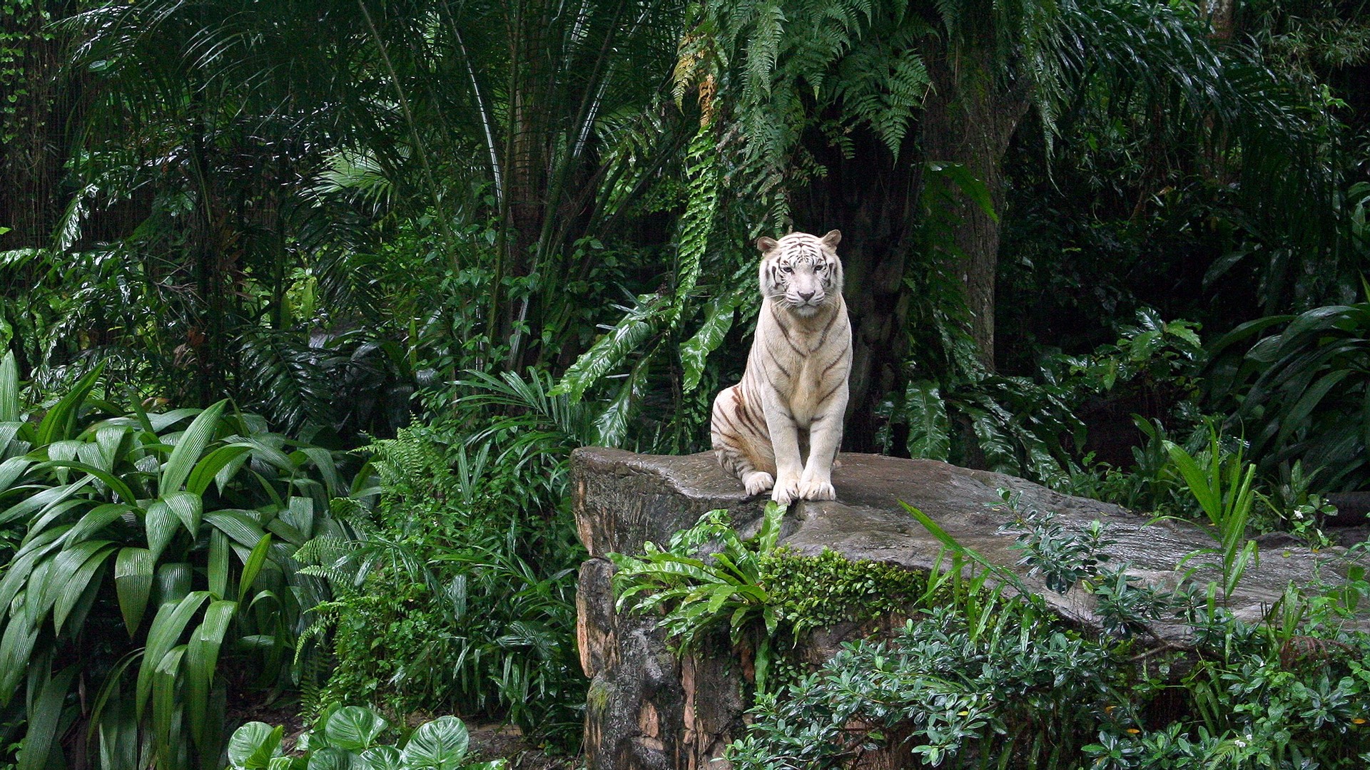White tiger sitting on a rock in a jungle HD Wallpaper