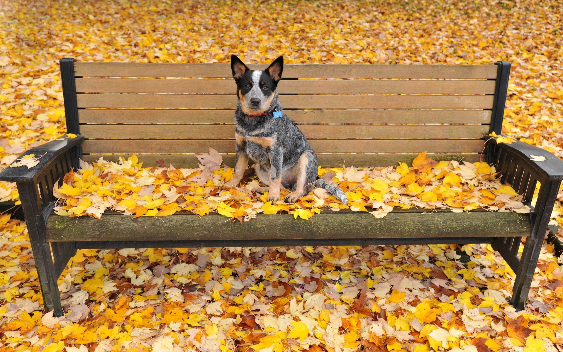 Australian Cattle Dog sitting on a bench covered in autumn leaves HD Wallpaper