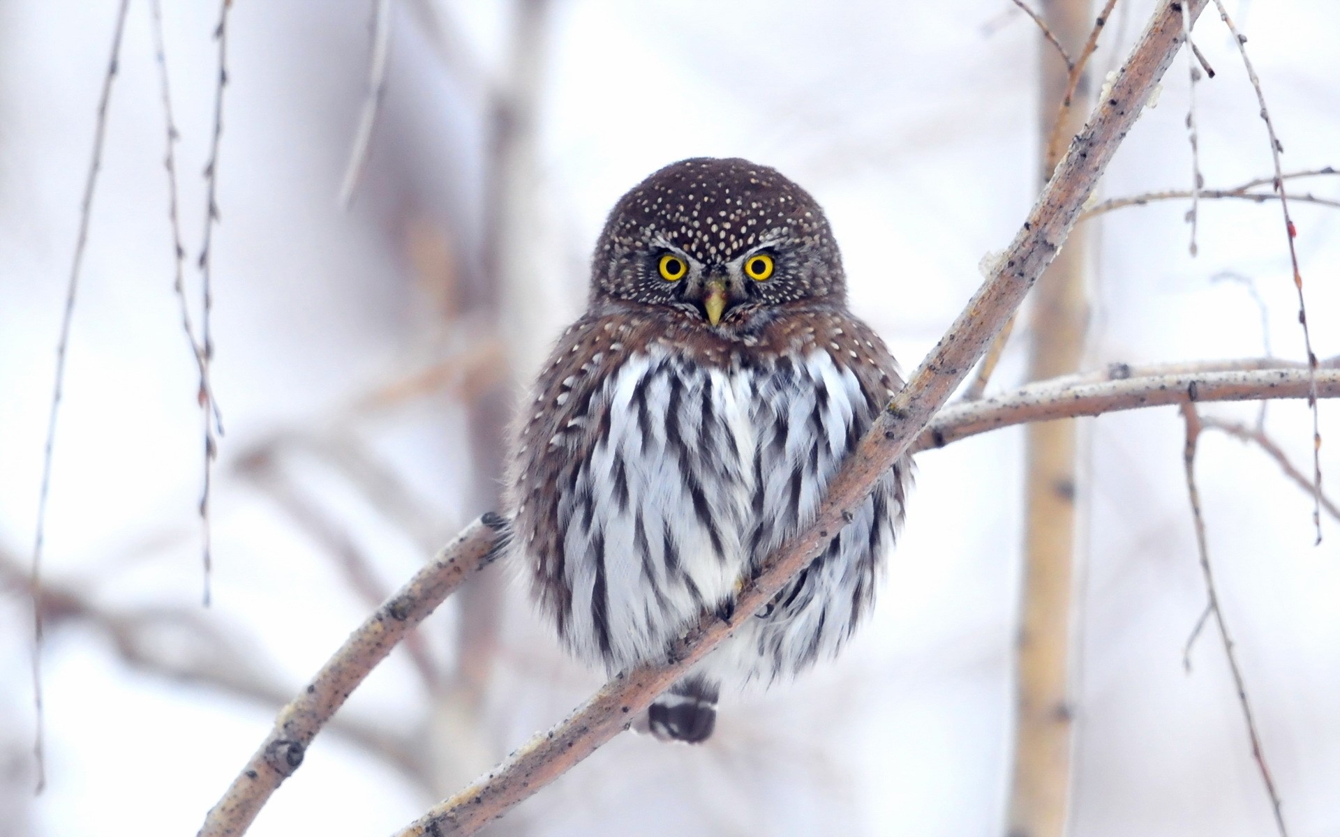 Small owl perched on a branch in winter HD Wallpaper