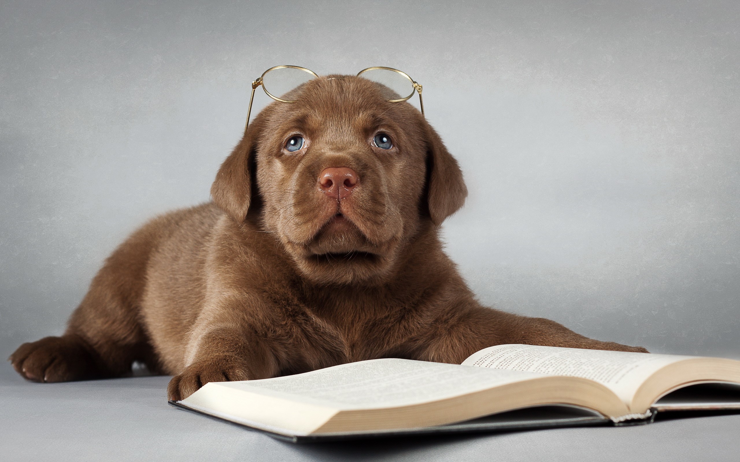 Chocolate Labrador puppy wearing glasses with a book HD Wallpaper