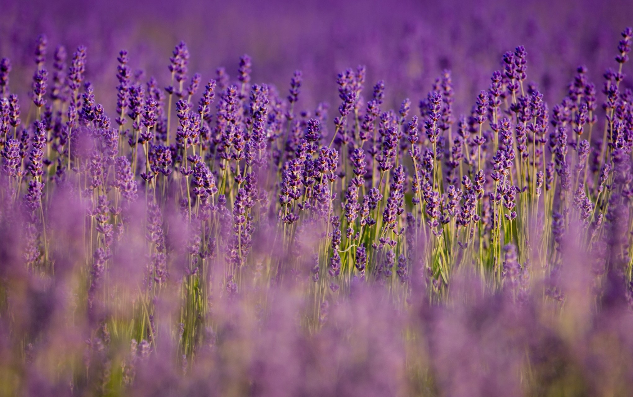 Field of Lavender Flowers HD Wallpaper