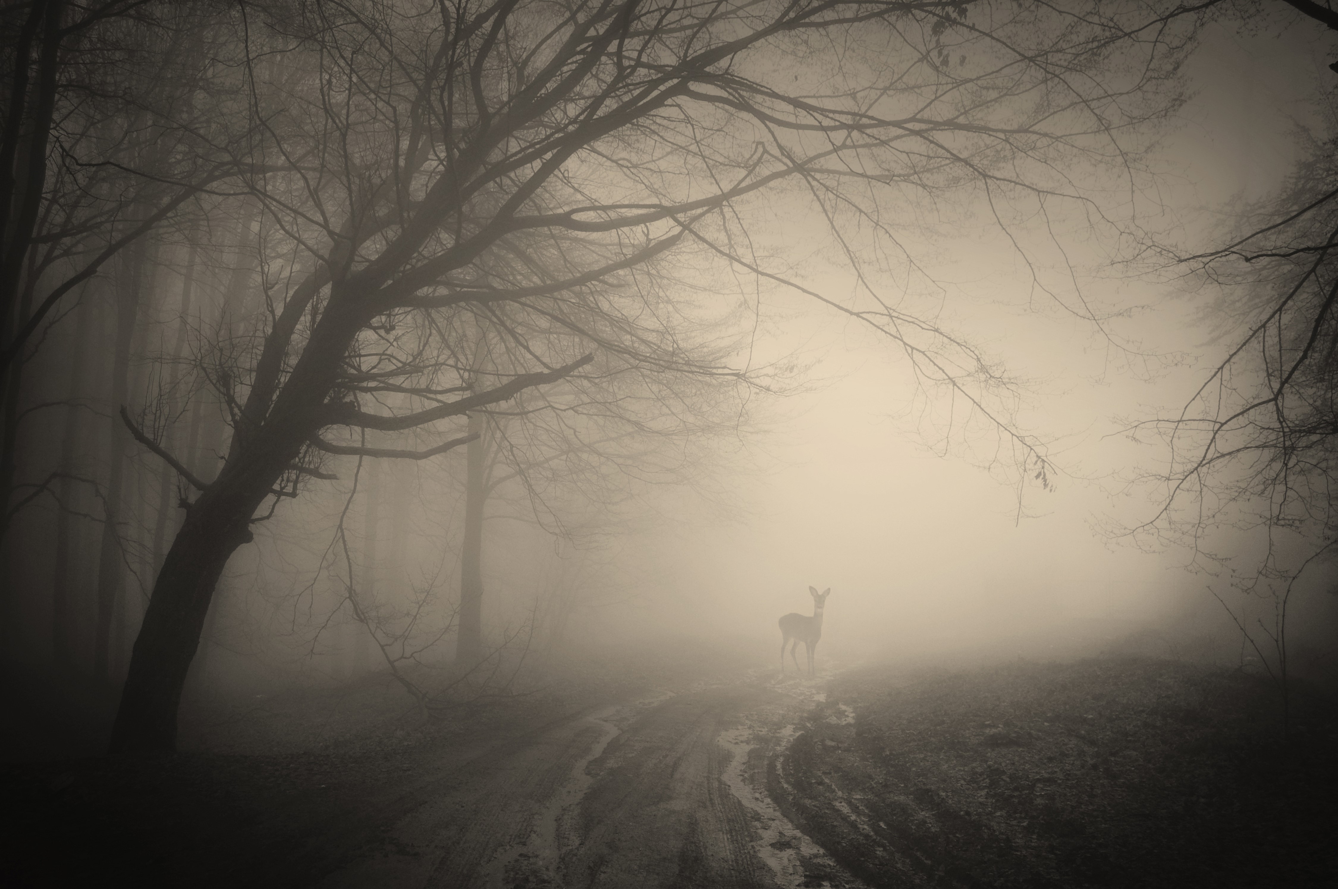 Deer in a foggy forest with trees HD Wallpaper