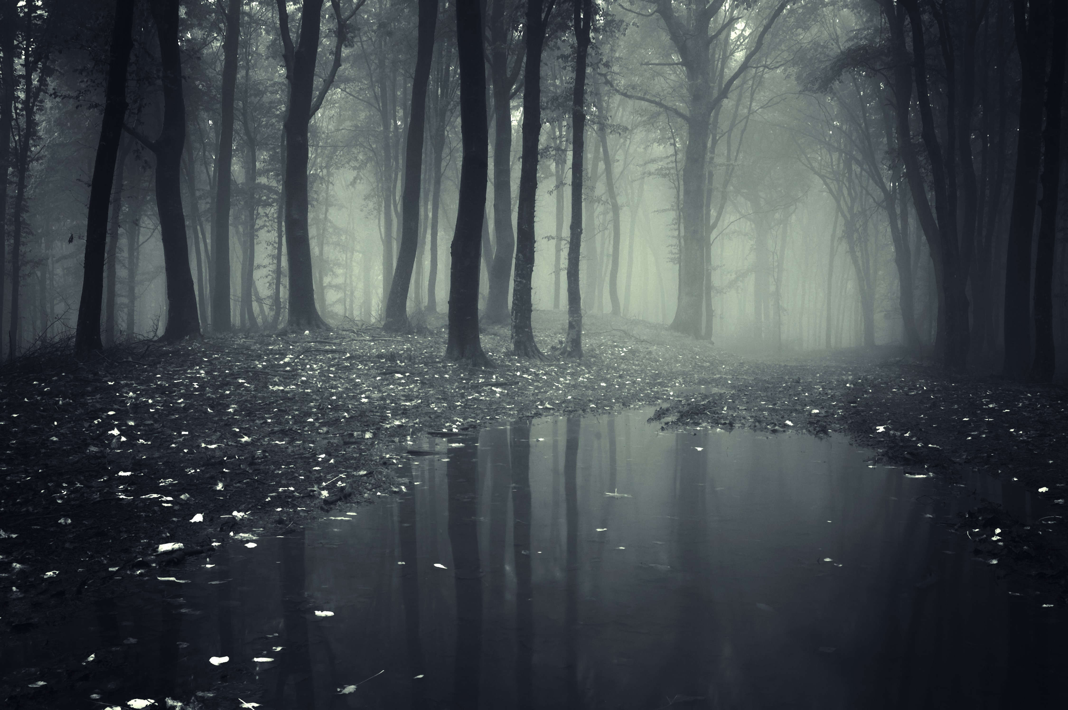 Foggy Forest with Puddle HD Wallpaper