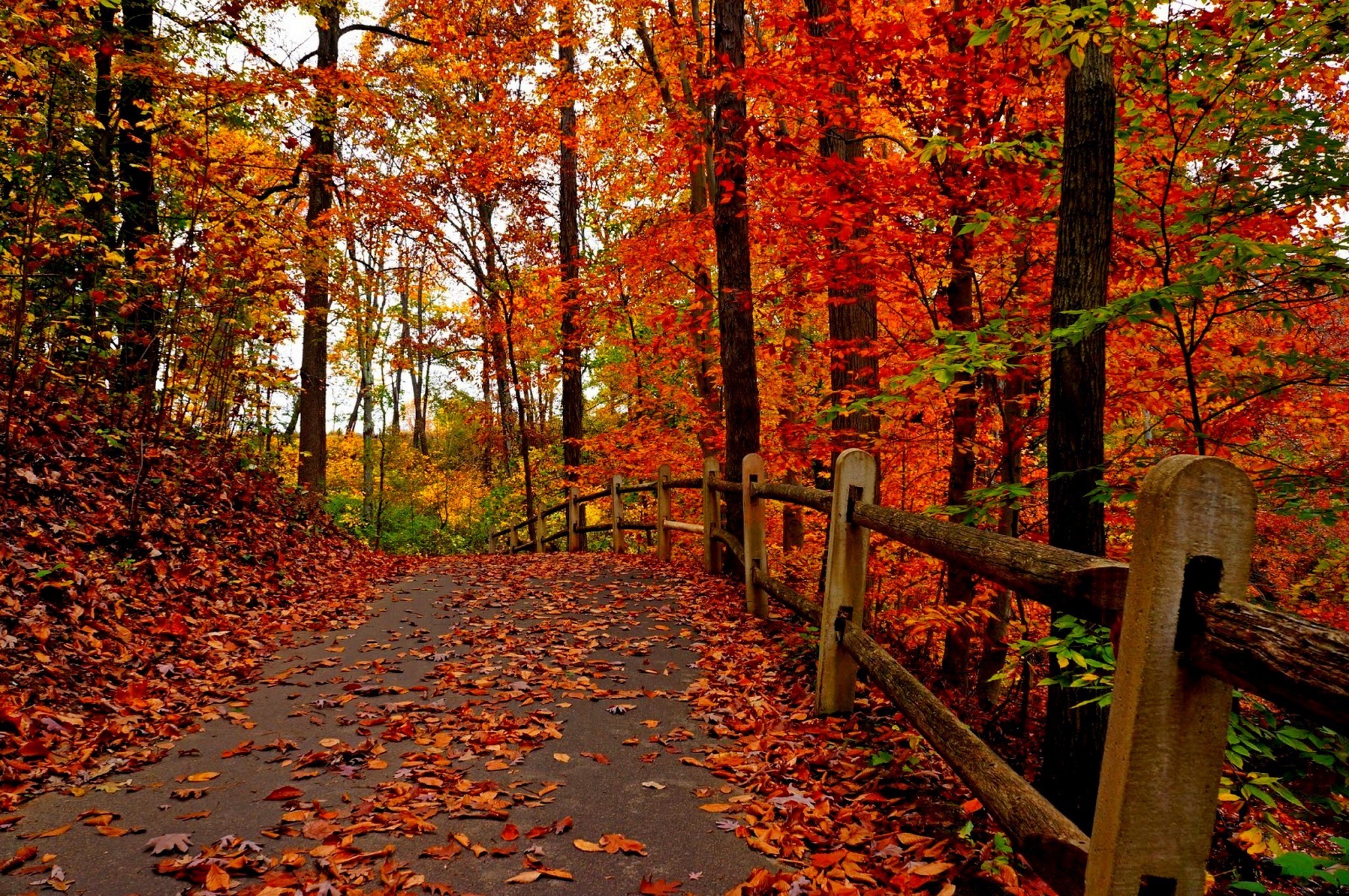 Autumn path with fallen leaves and wooden fence HD Wallpaper