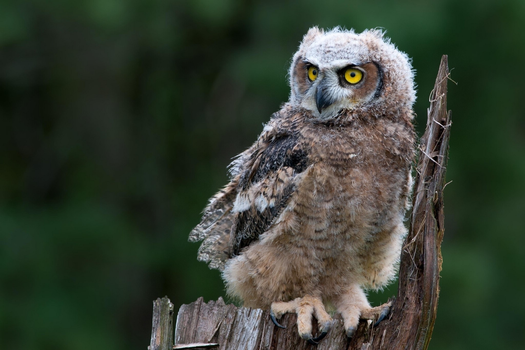 Young Great Horned Owl perched on a dead tree stump HD Wallpaper