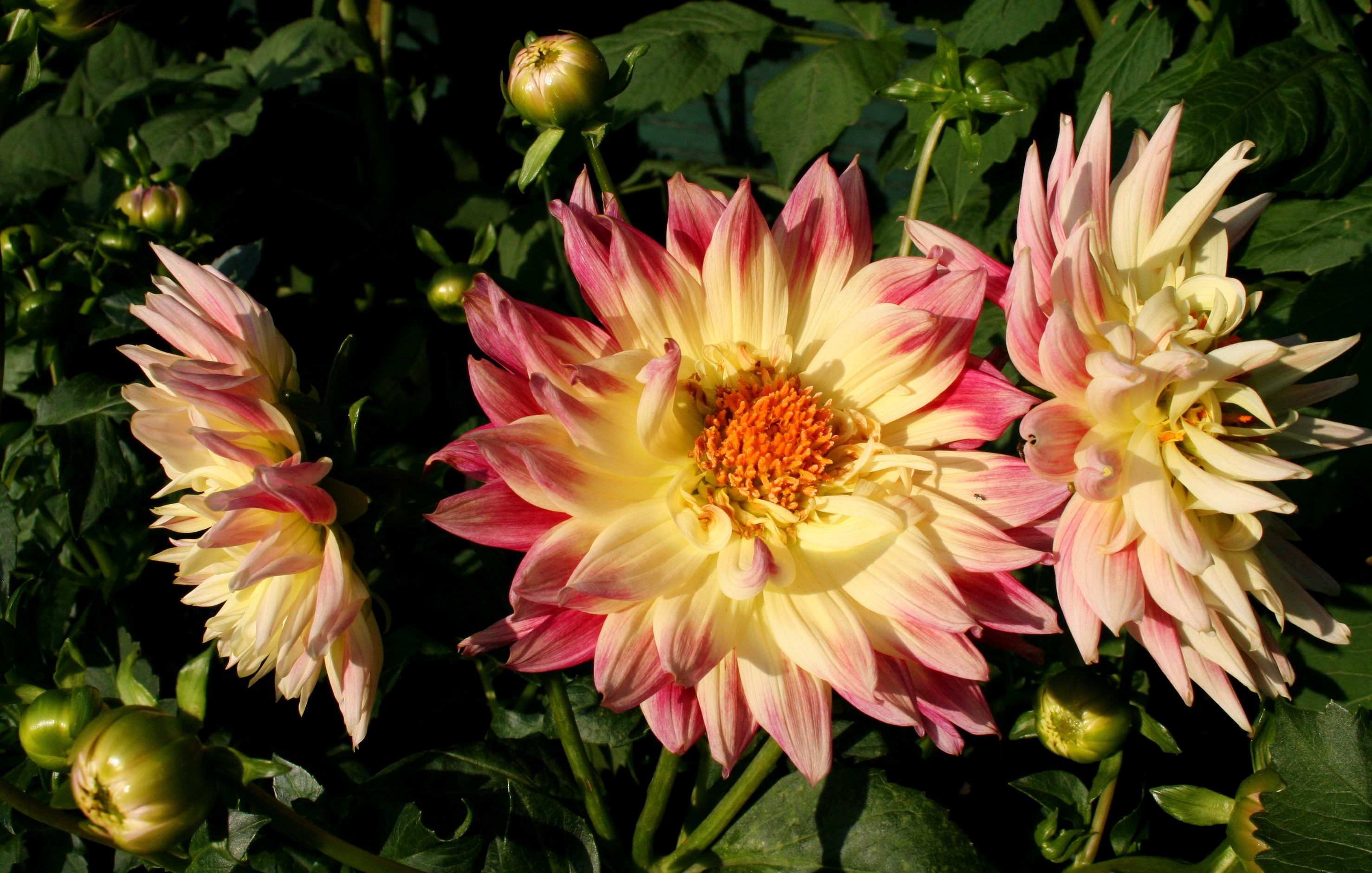 Yellow and pink dahlias with buds HD Wallpaper