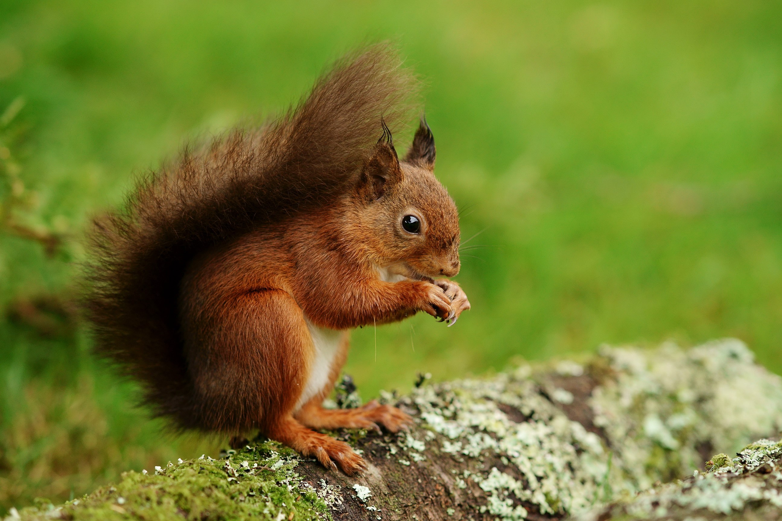 Red squirrel eating on a mossy log HD Wallpaper