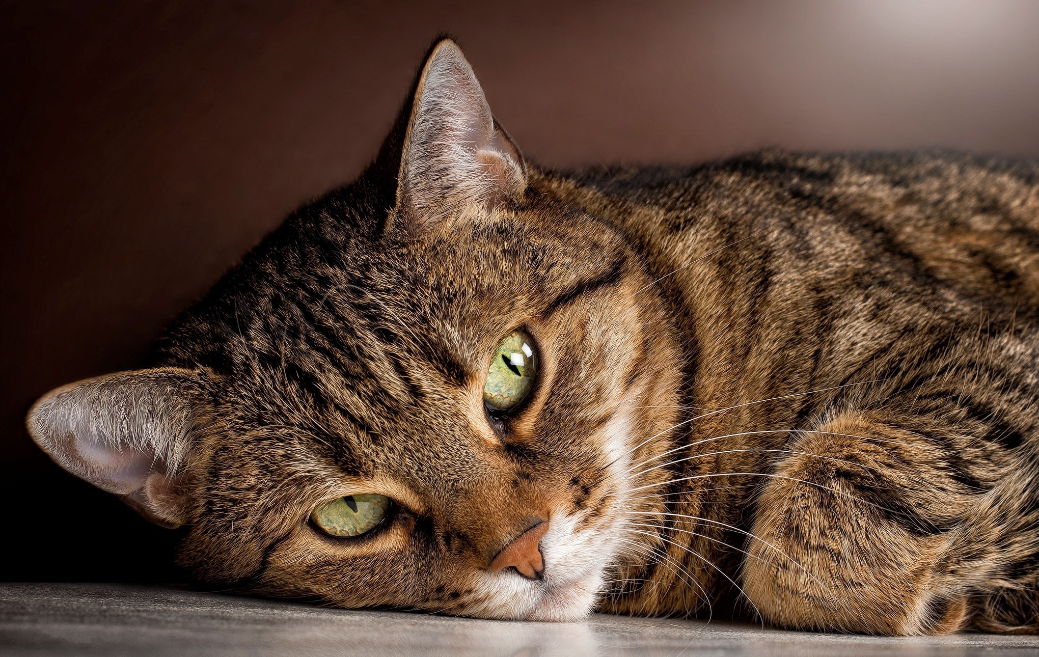 Tabby cat with green eyes lying down HD Wallpaper