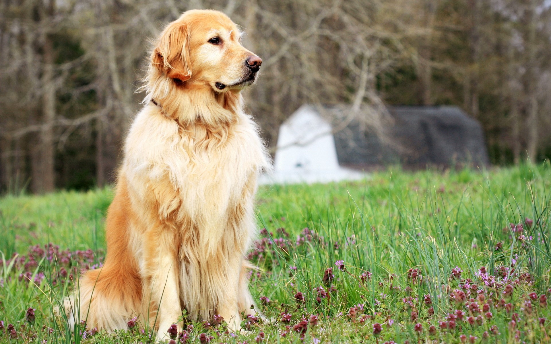 Golden Retriever dog sitting in a grassy field HD Wallpaper