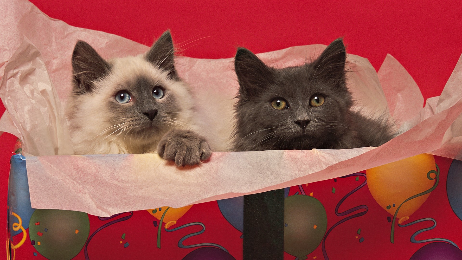 Two kittens in a gift box HD Wallpaper