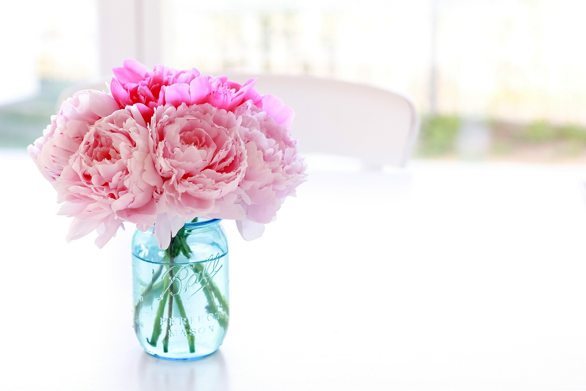 Pink peonies in a blue mason jar HD Wallpaper