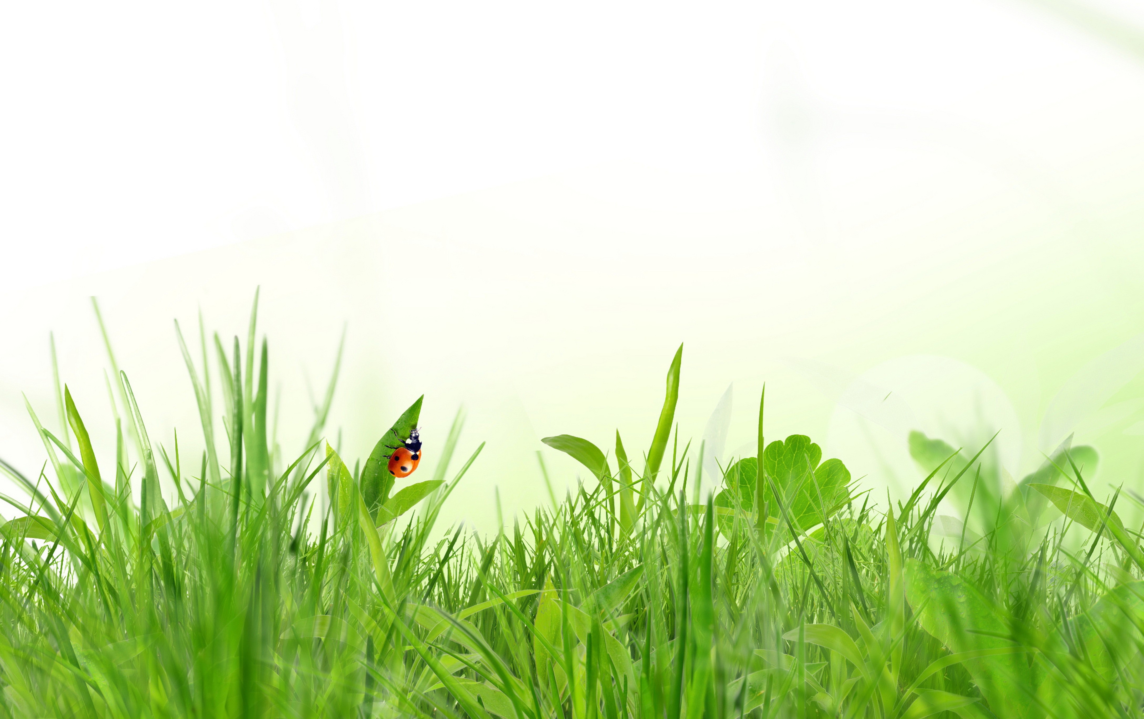 Ladybug on a blade of grass HD Wallpaper