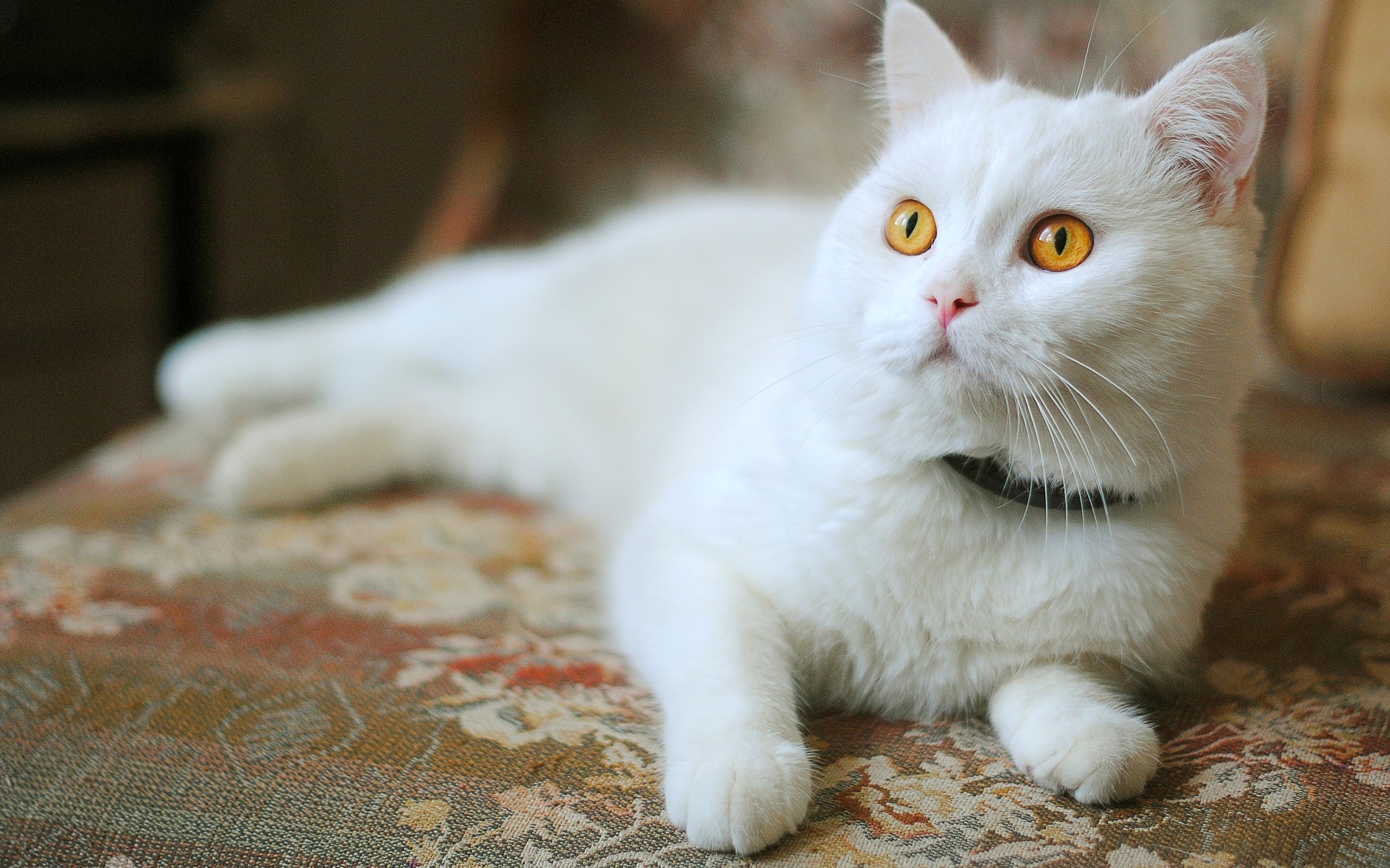 White cat with yellow eyes lying on a patterned chair HD Wallpaper