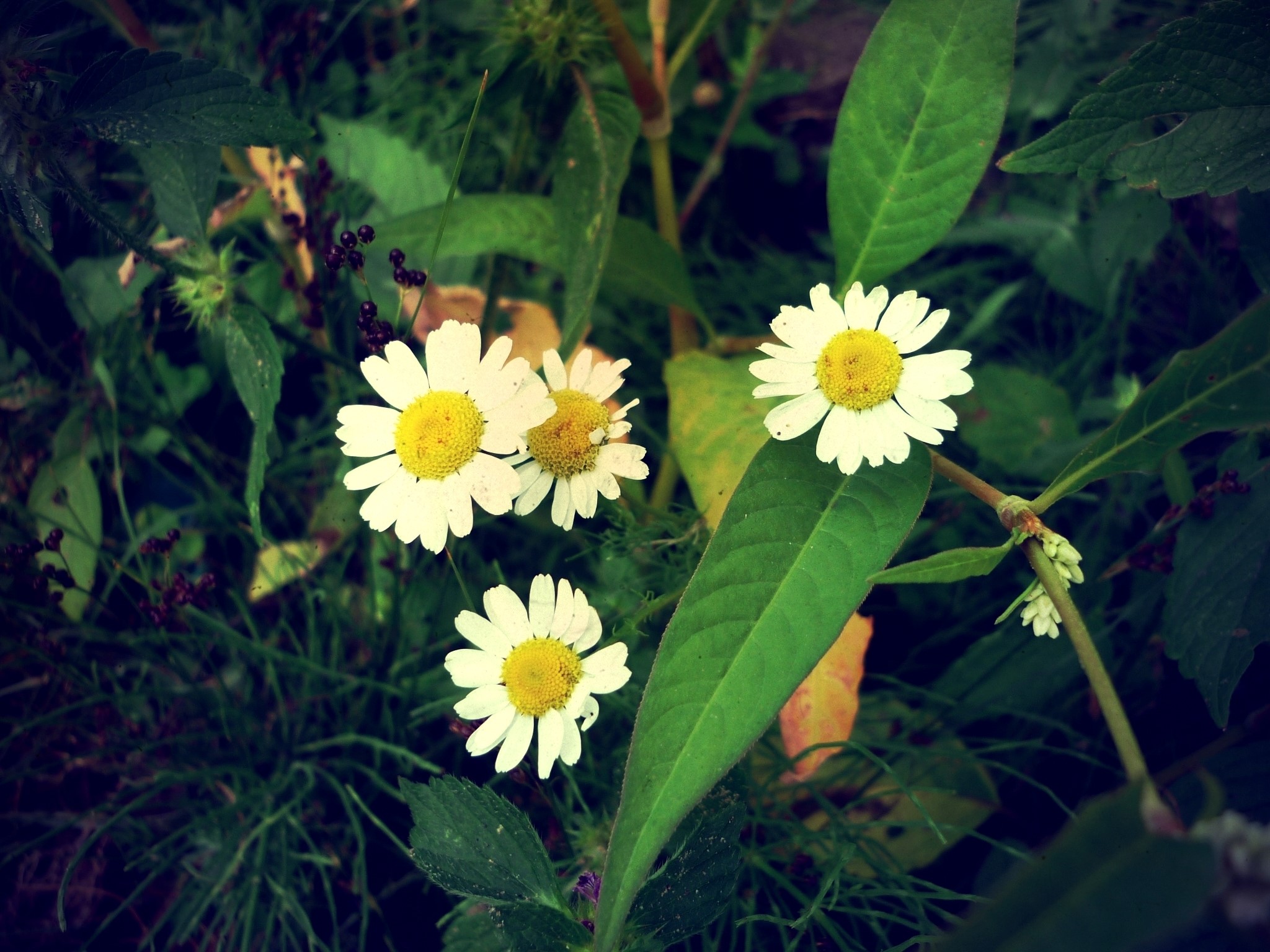 Four white daisies with yellow centers surrounded by green foliage HD Wallpaper