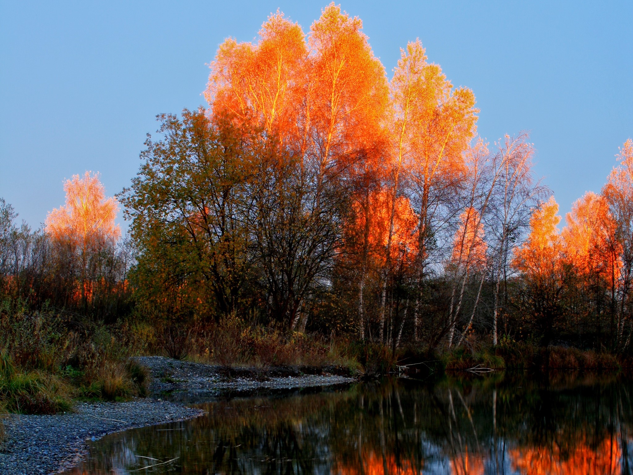 Autumn trees reflecting in water at sunset HD Wallpaper
