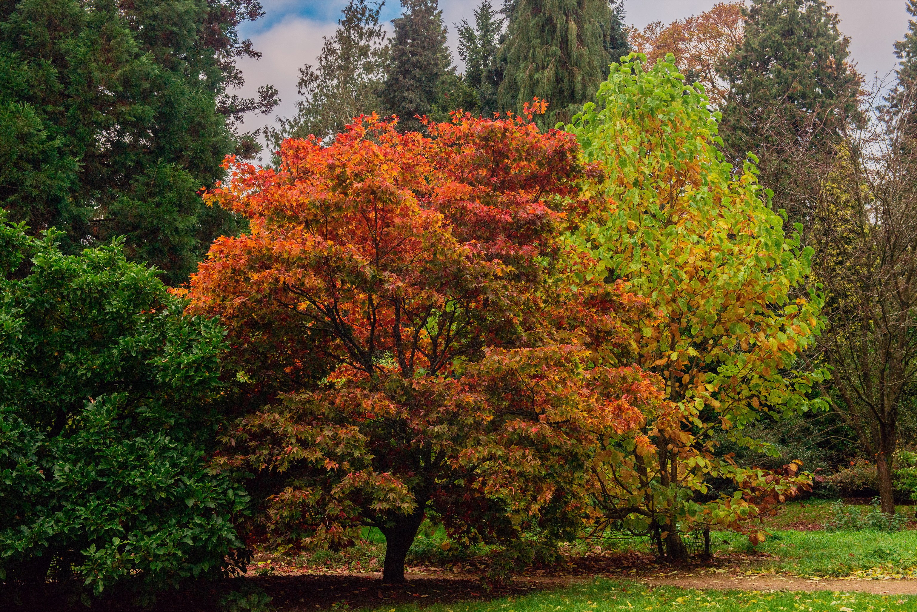 Autumn trees in Batsford Park, England HD Wallpaper