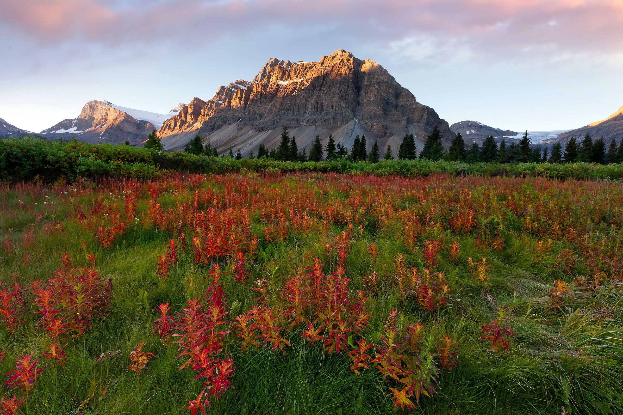 Rocky Mountains with a field of red flowers HD Wallpaper
