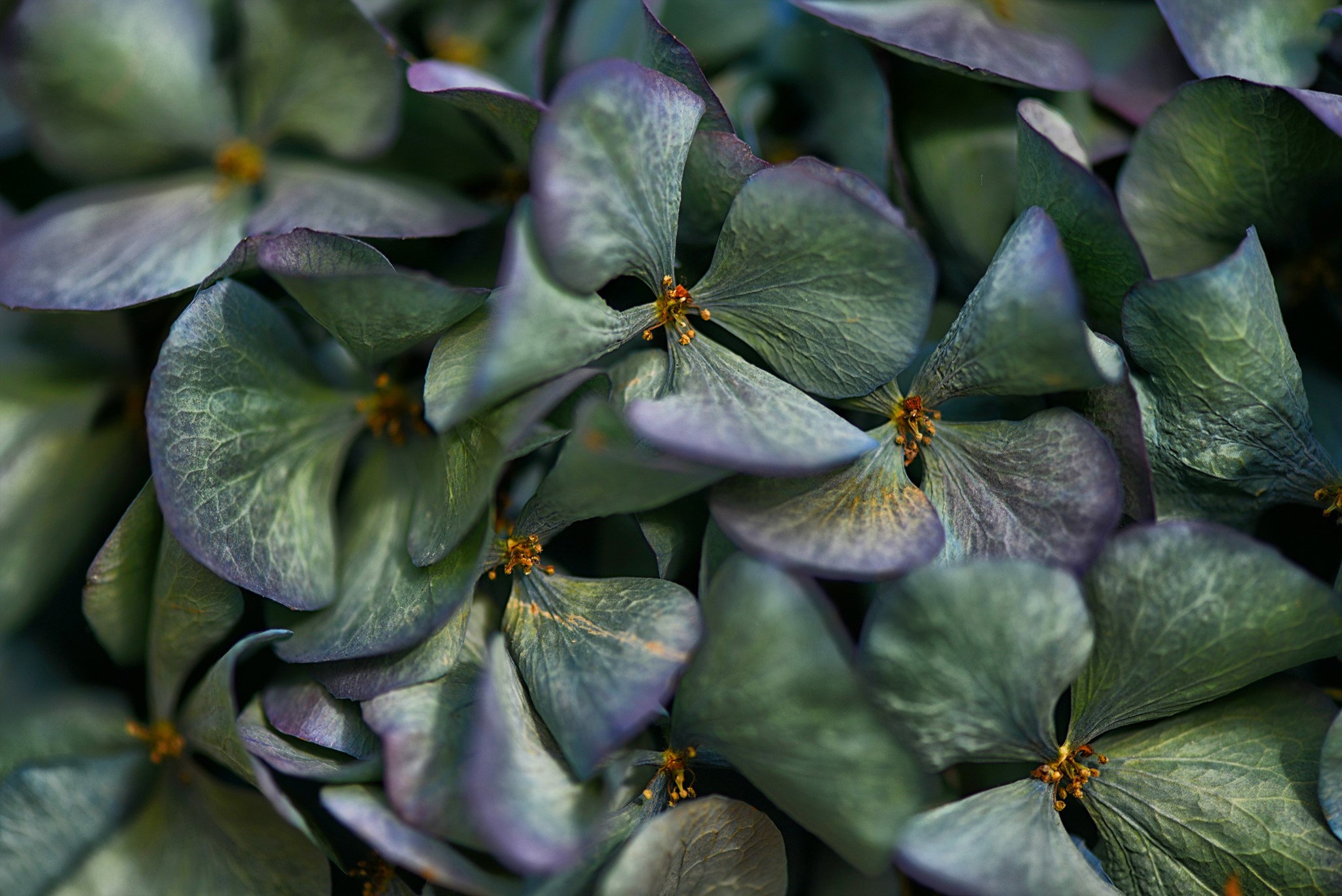 Close-up of a cluster of dried hydrangeas HD Wallpaper