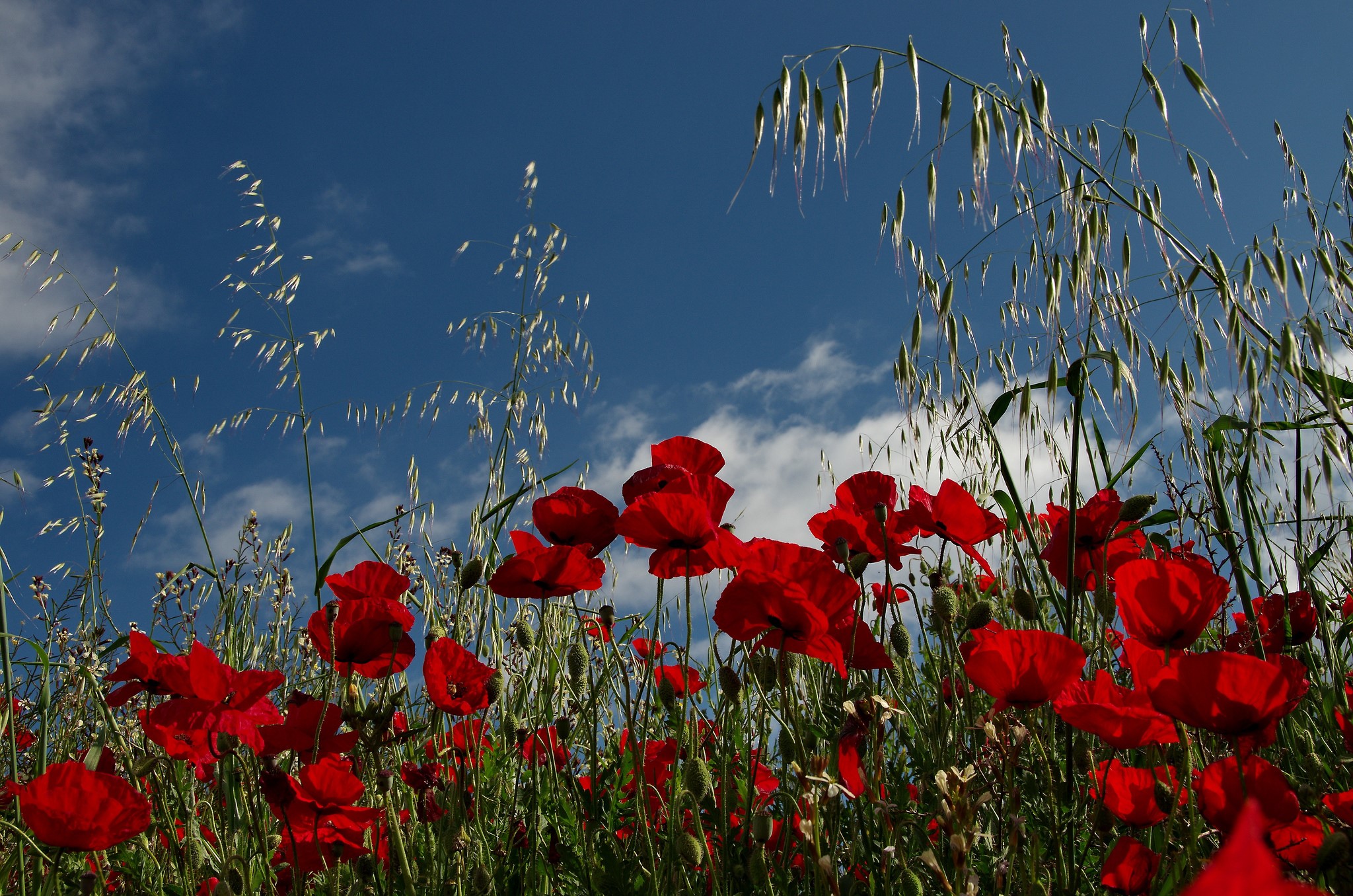 Red Poppies and Oats Against Blue Sky HD Wallpaper