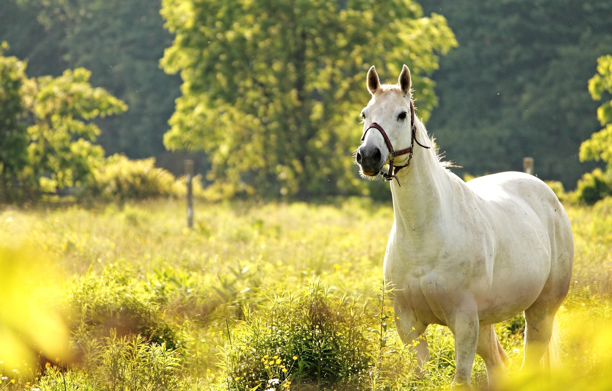 White horse in a sunlit field HD Wallpaper