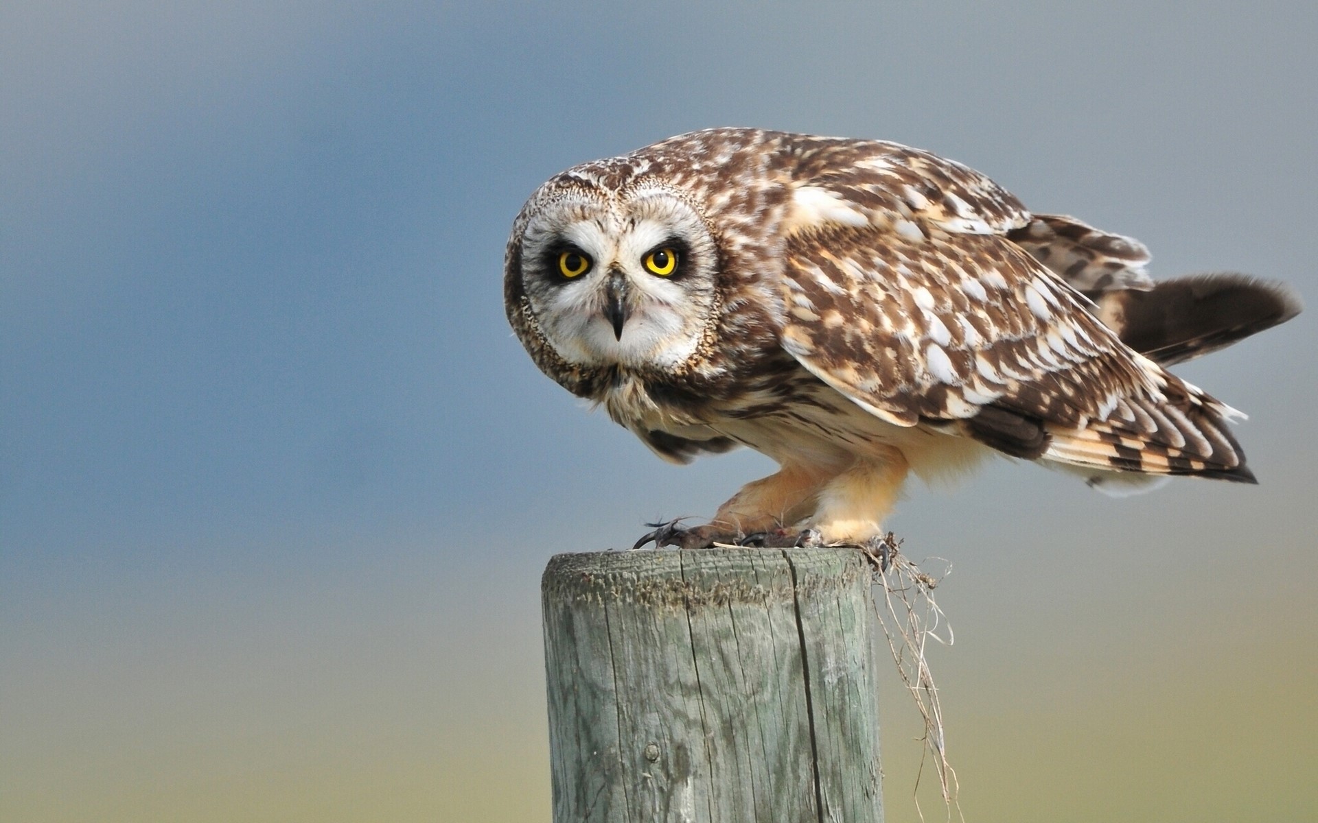 Short-eared owl perched on a wooden post HD Wallpaper