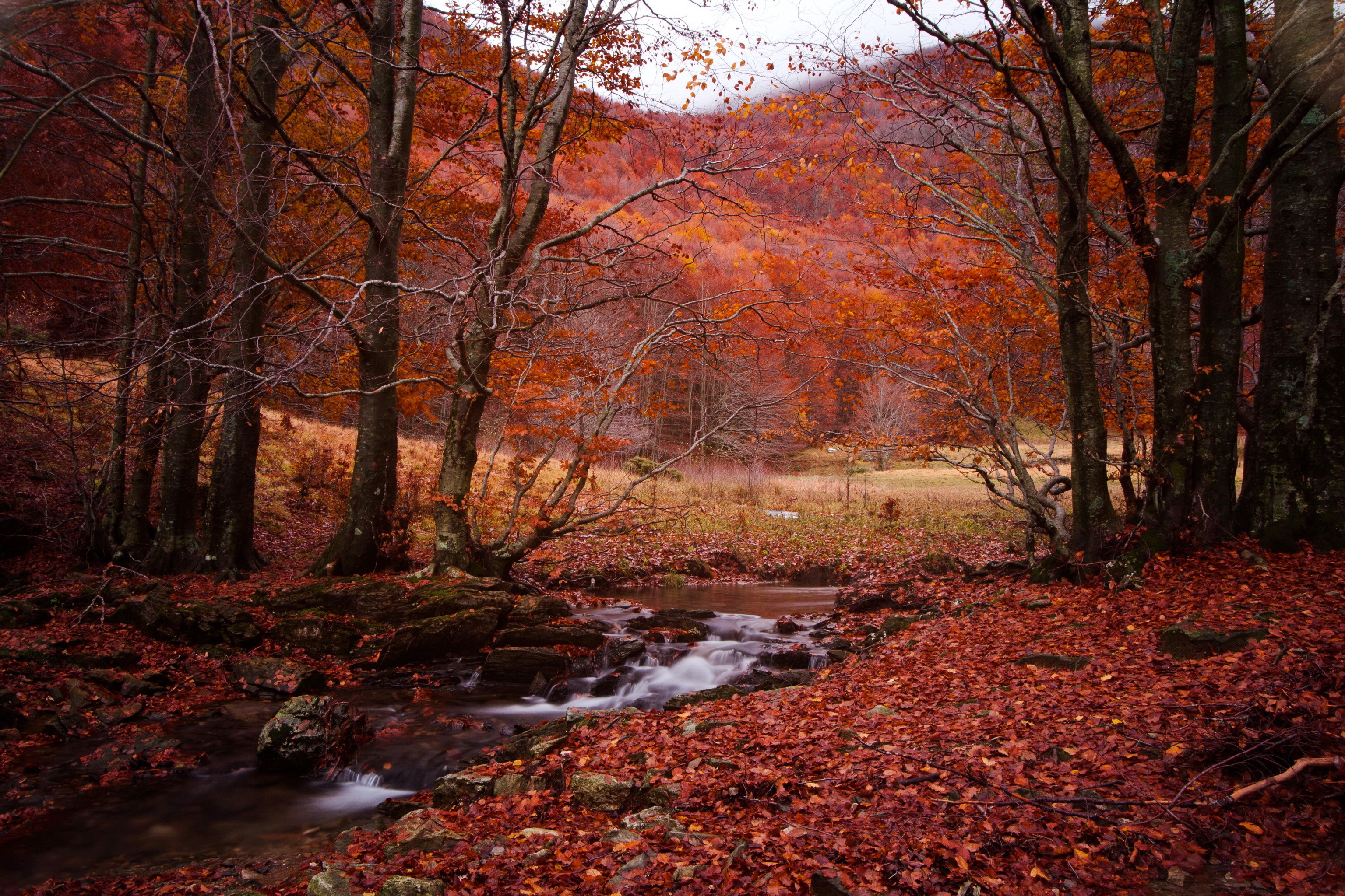 Autumn forest with stream and fallen leaves HD Wallpaper
