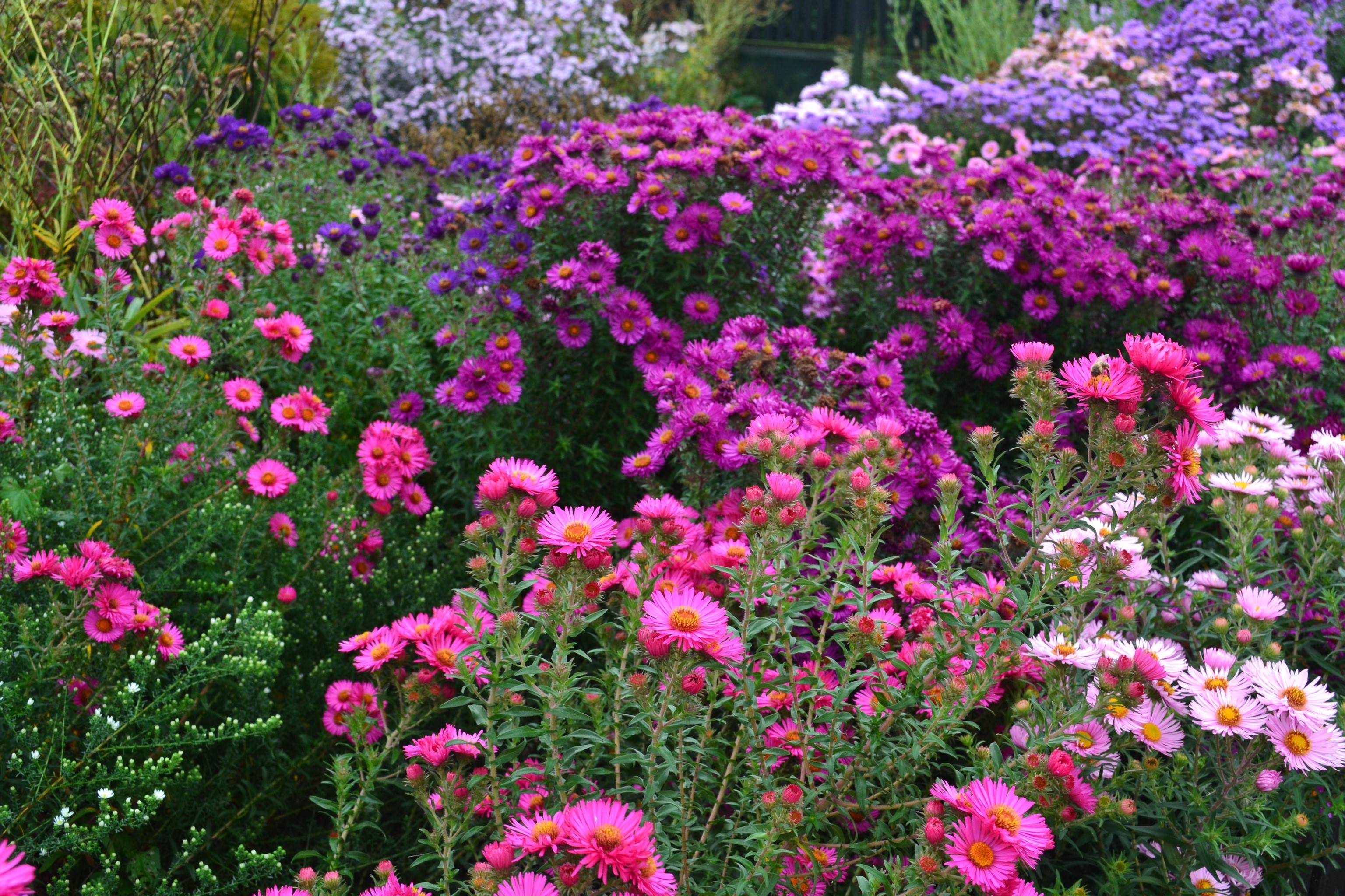 A field of pink and purple asters in bloom HD Wallpaper