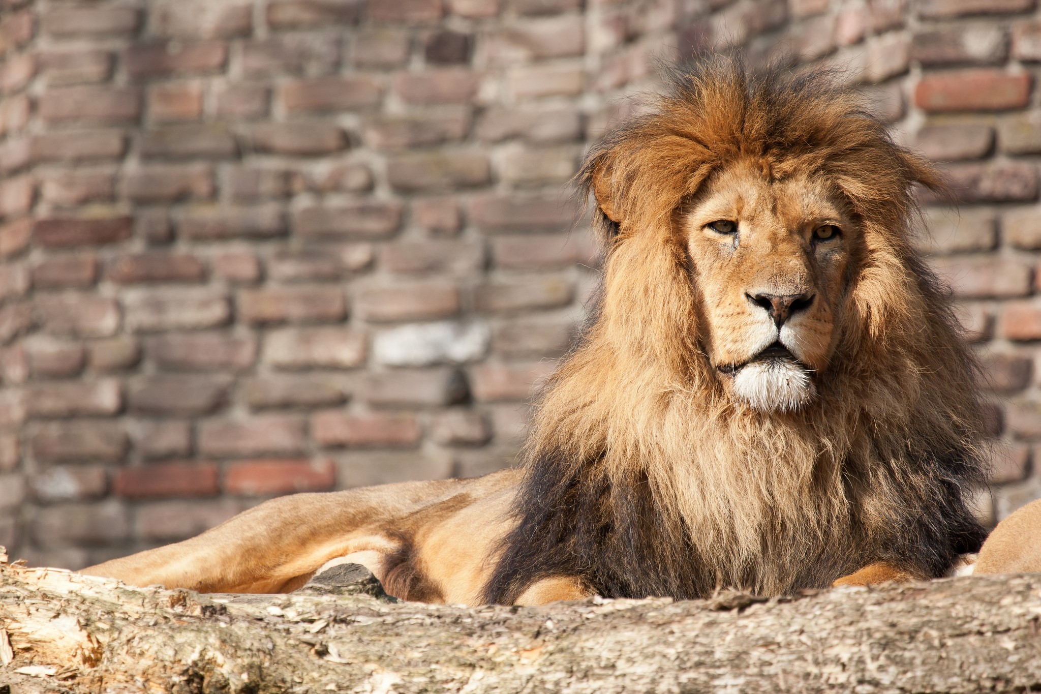 Lion with a mane lying on a log HD Wallpaper