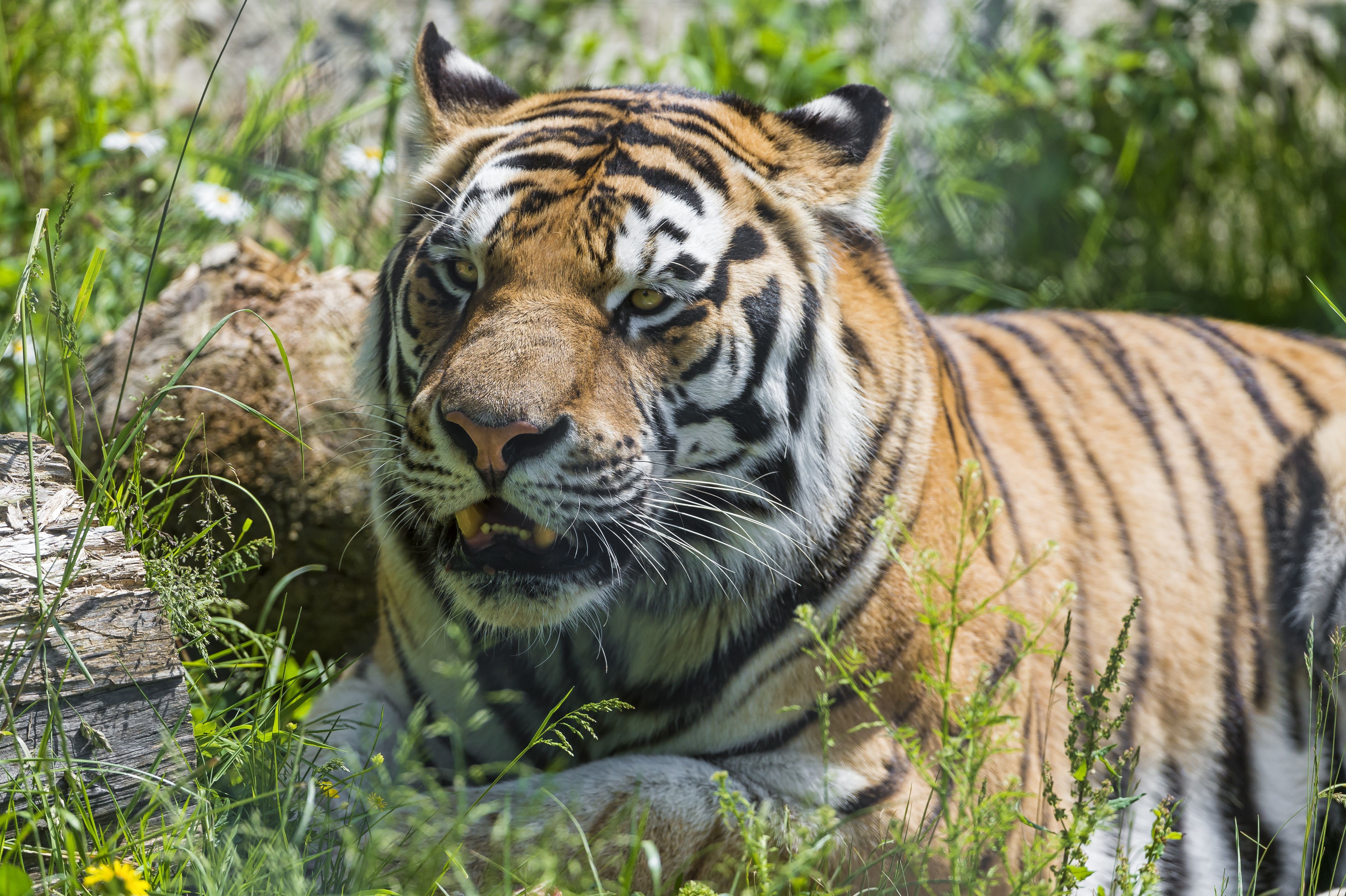 Tiger lying in grass near log HD Wallpaper