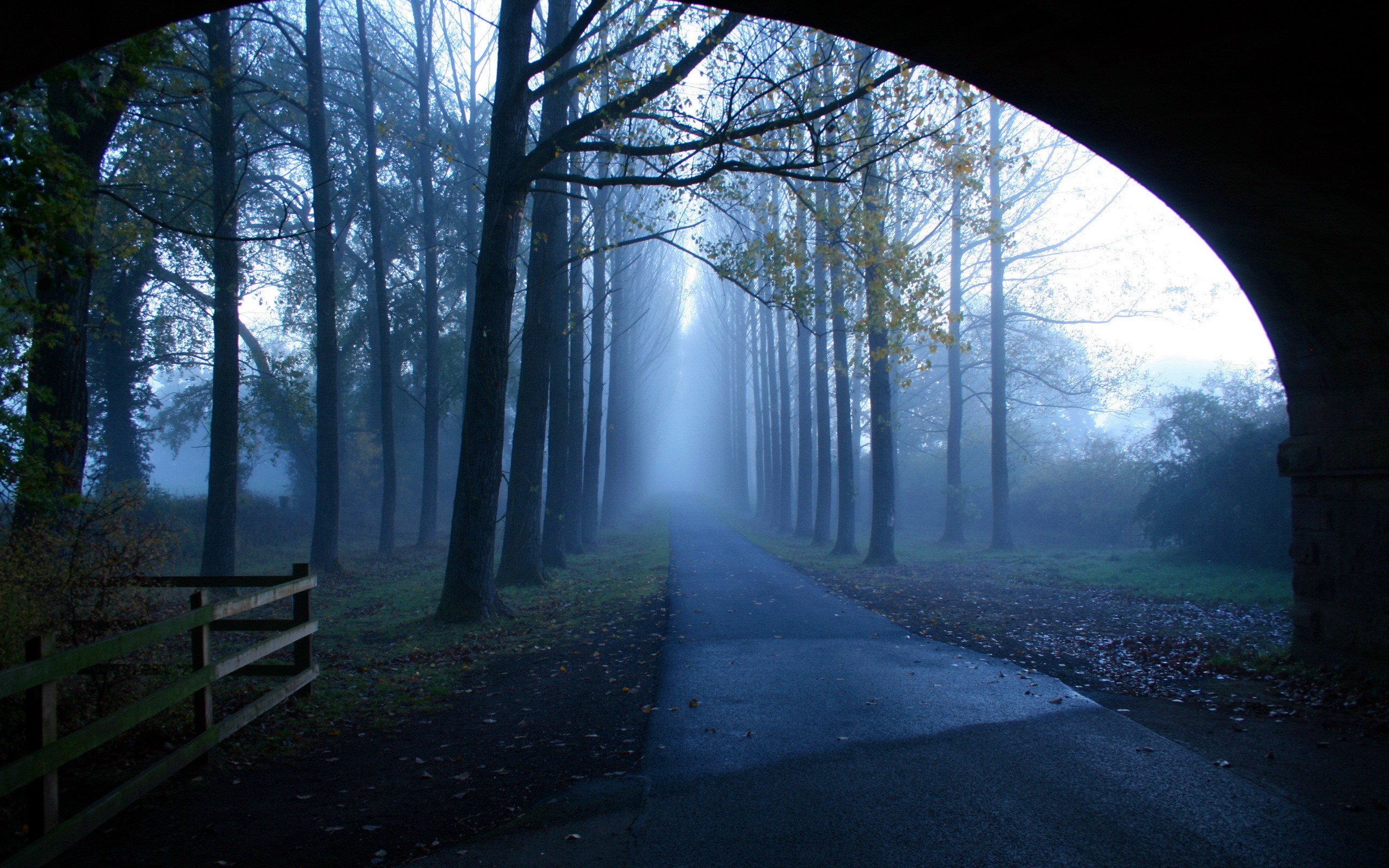 A foggy path lined with trees under an archway HD Wallpaper