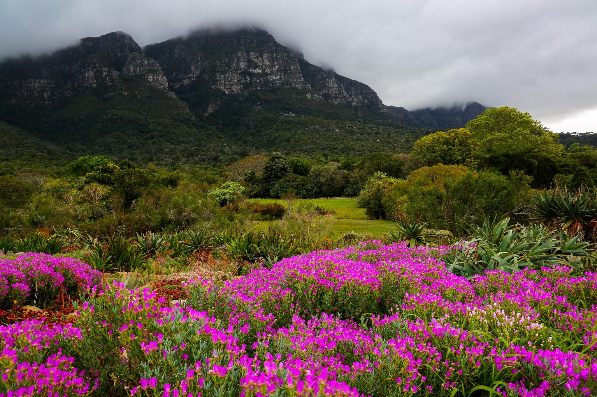 Kirstenbosch Garden with Mountains and Purple Flowers HD Wallpaper