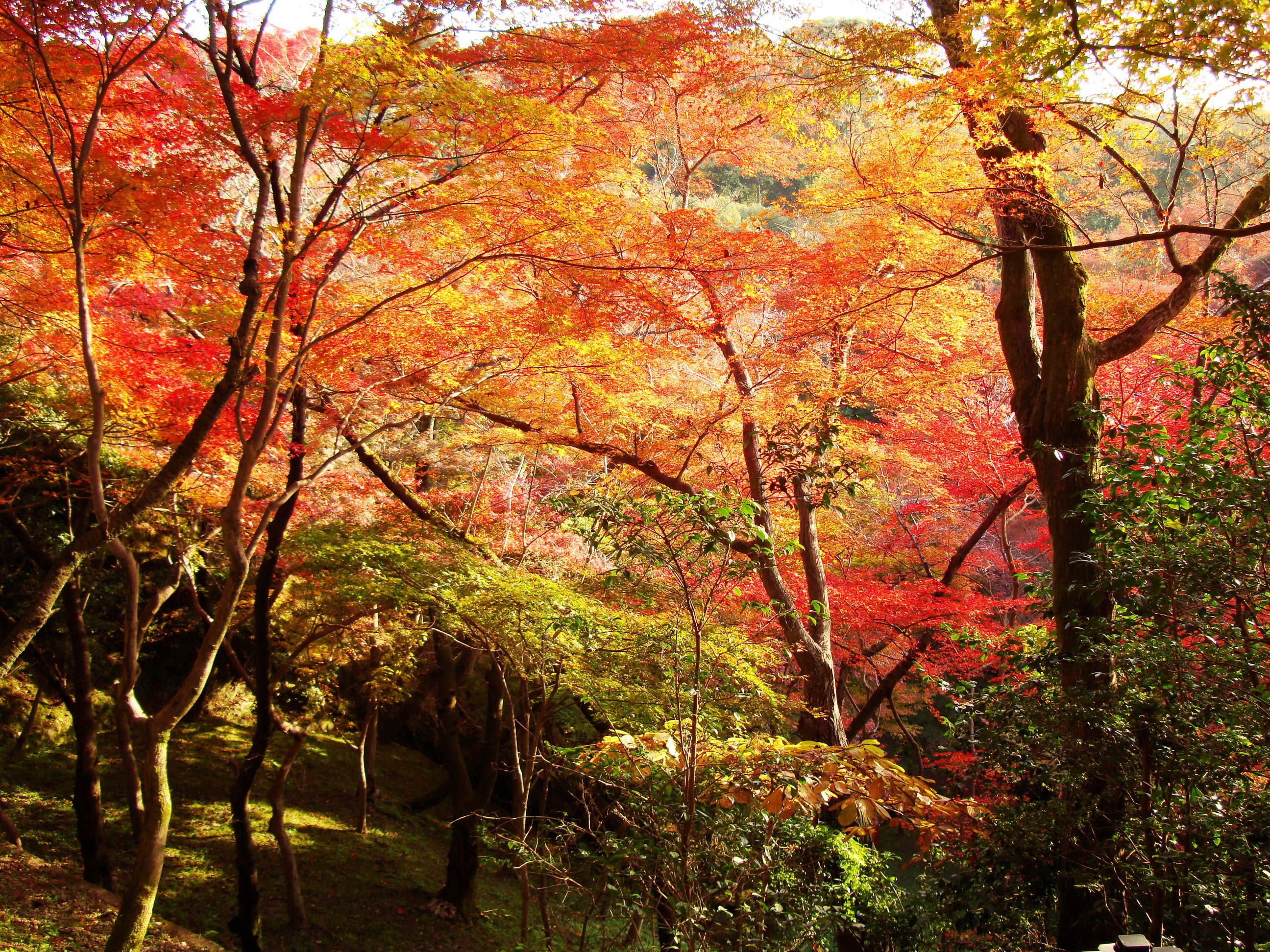 Autumn foliage in a Japanese forest HD Wallpaper