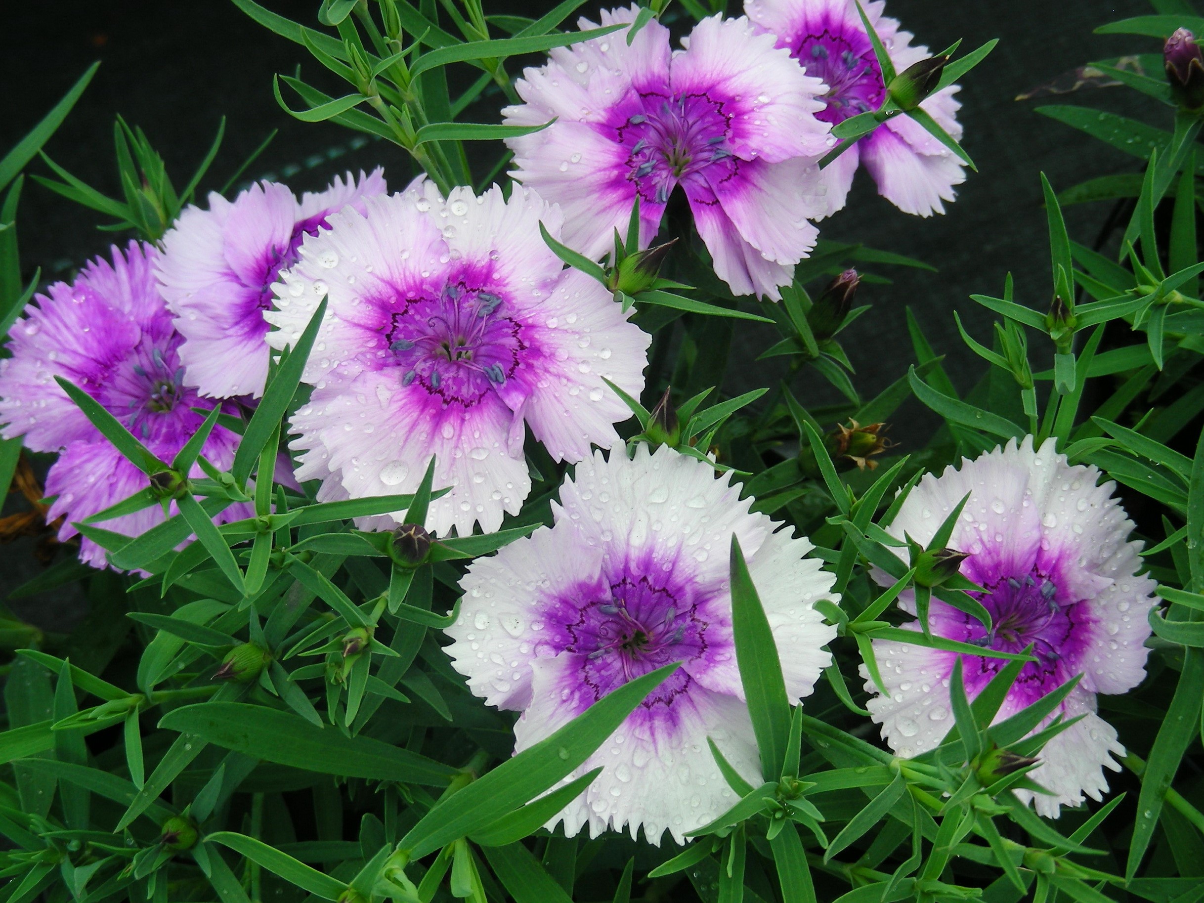 Pink and white carnations with water droplets HD Wallpaper