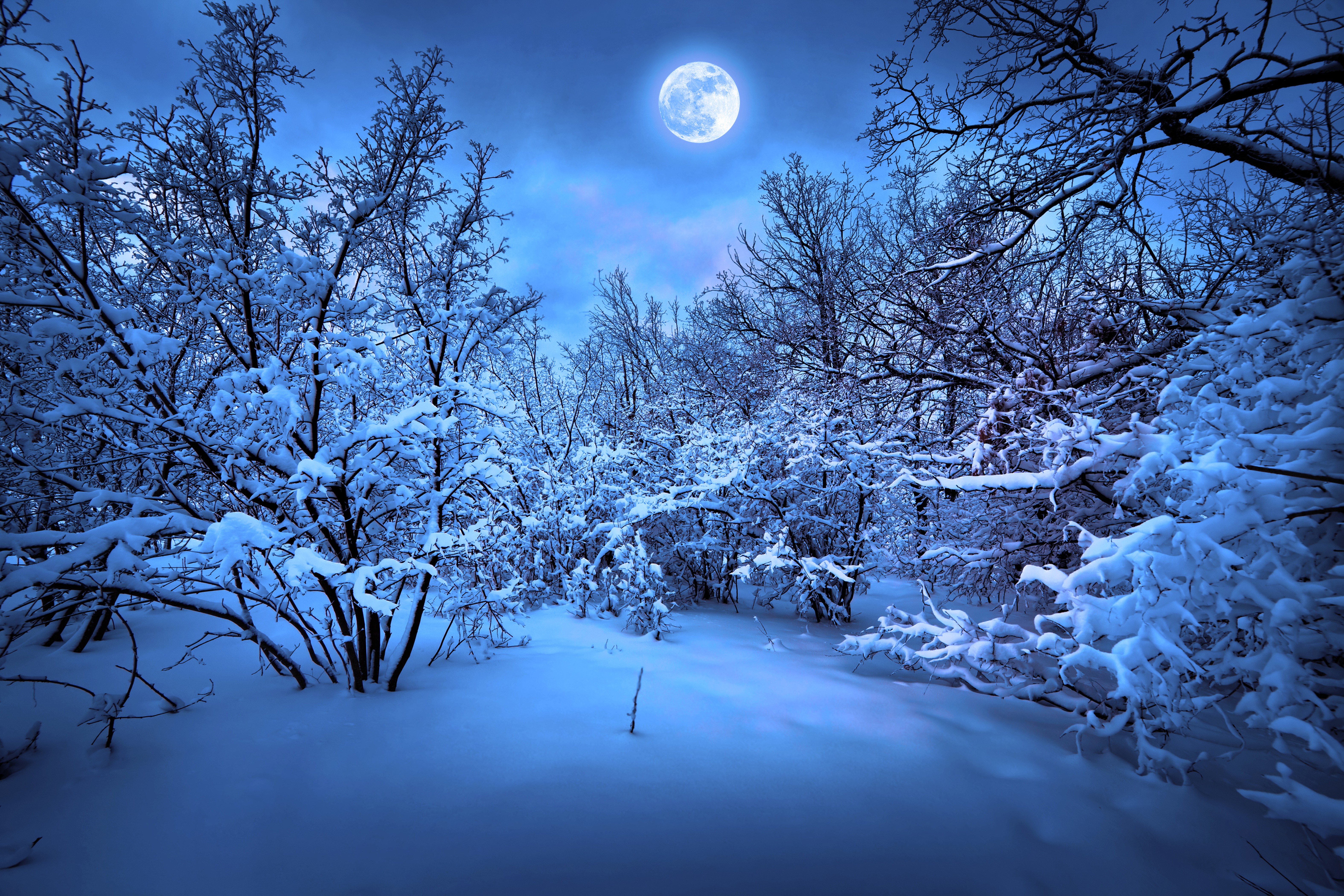 Winter forest with snow and moon HD Wallpaper
