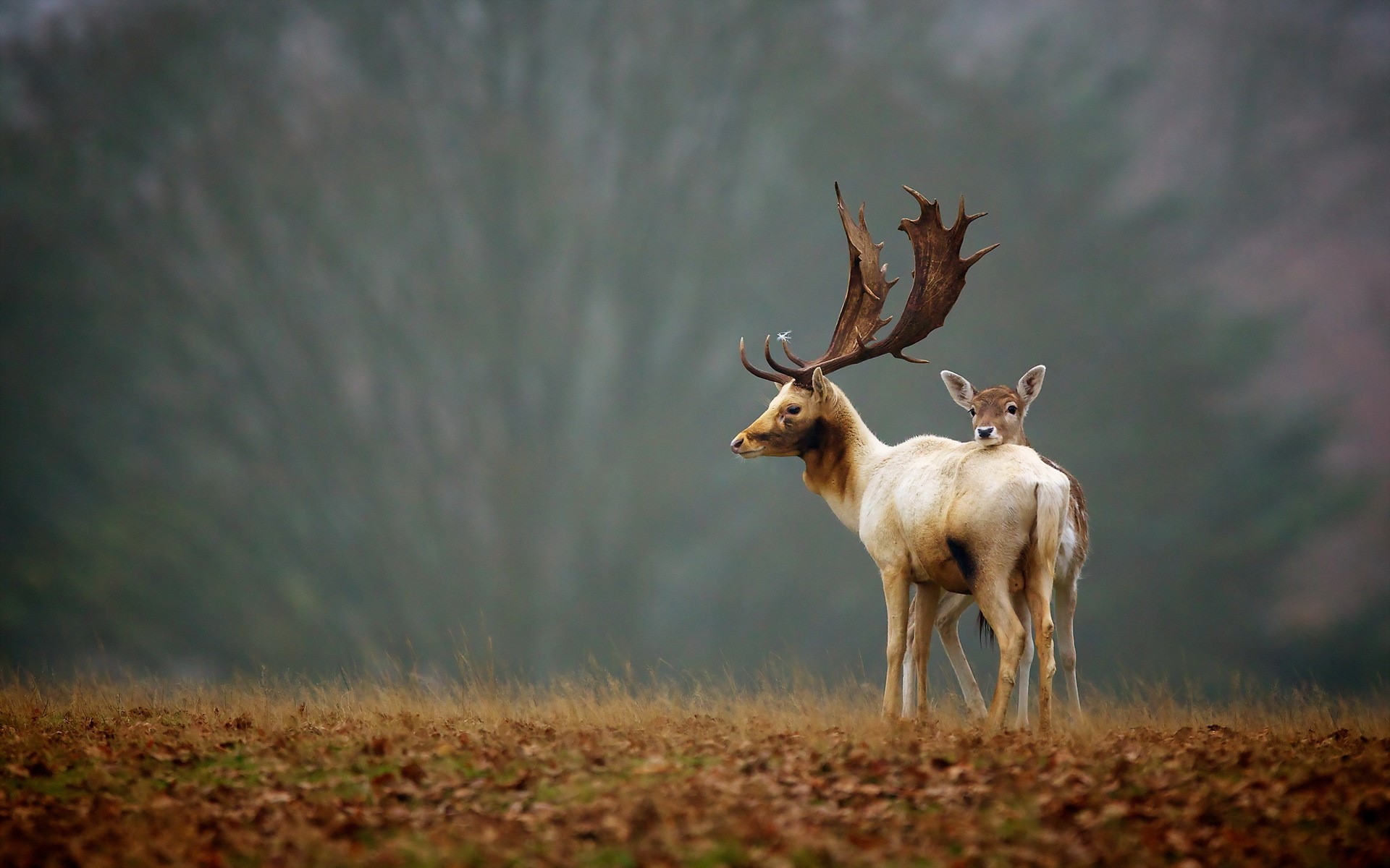 Deer with large antlers and a fawn in a misty field HD Wallpaper