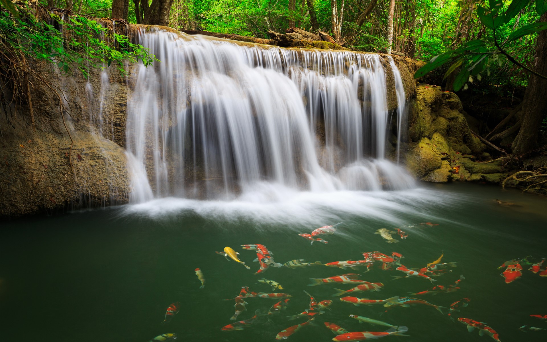 Waterfall with Koi Fish in a Forest HD Wallpaper