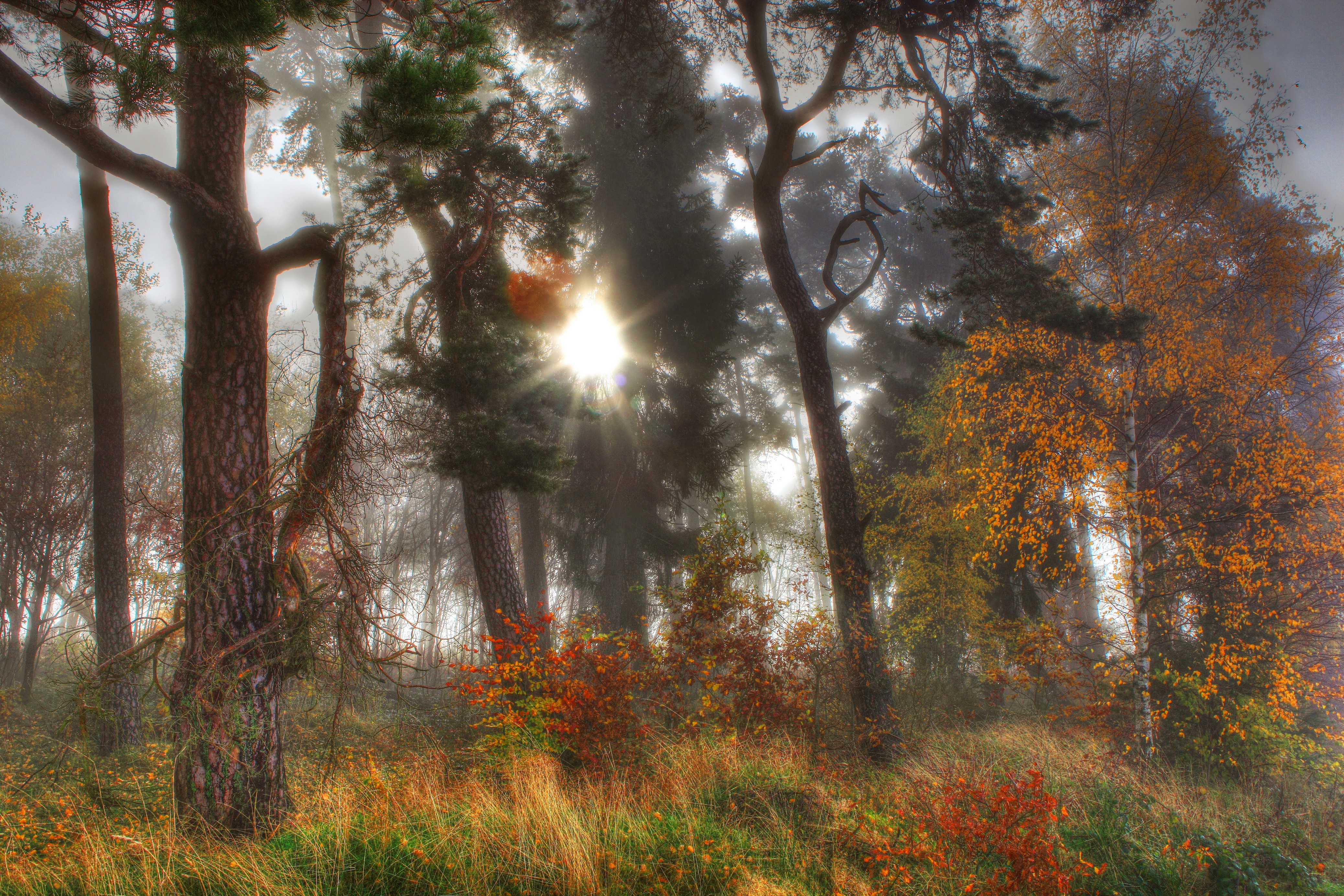 Autumn forest with sun rays HD Wallpaper