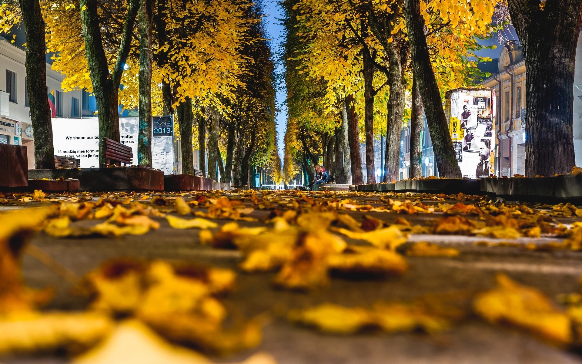 Autumn avenue with fallen leaves at night HD Wallpaper
