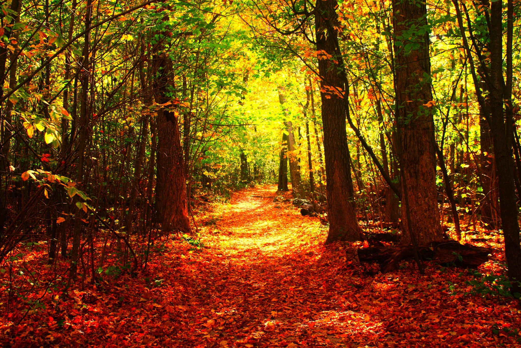 Autumn forest path covered in fallen leaves HD Wallpaper