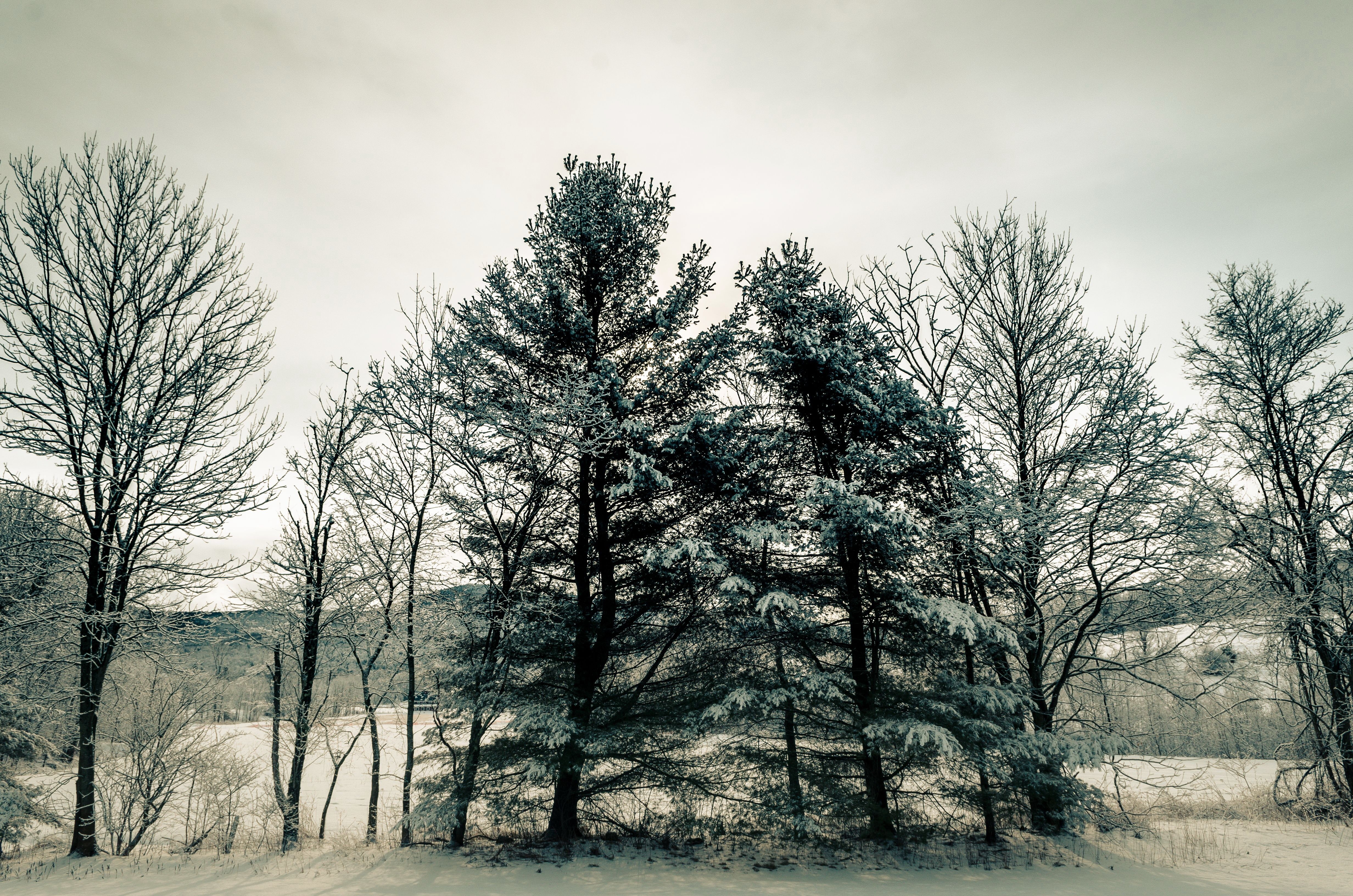 Trees in a Snowy Landscape HD Wallpaper