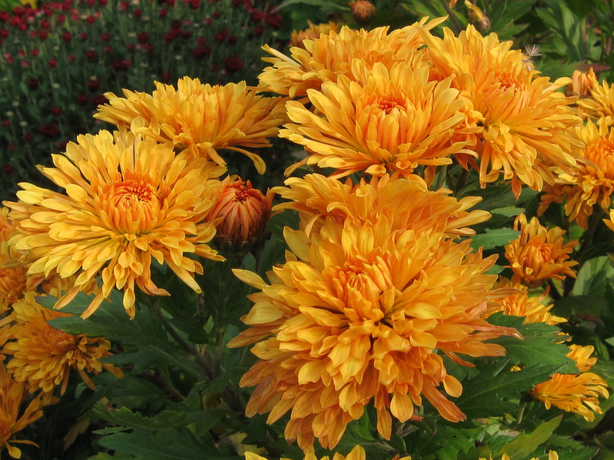 Orange Chrysanthemums in Bloom HD Wallpaper