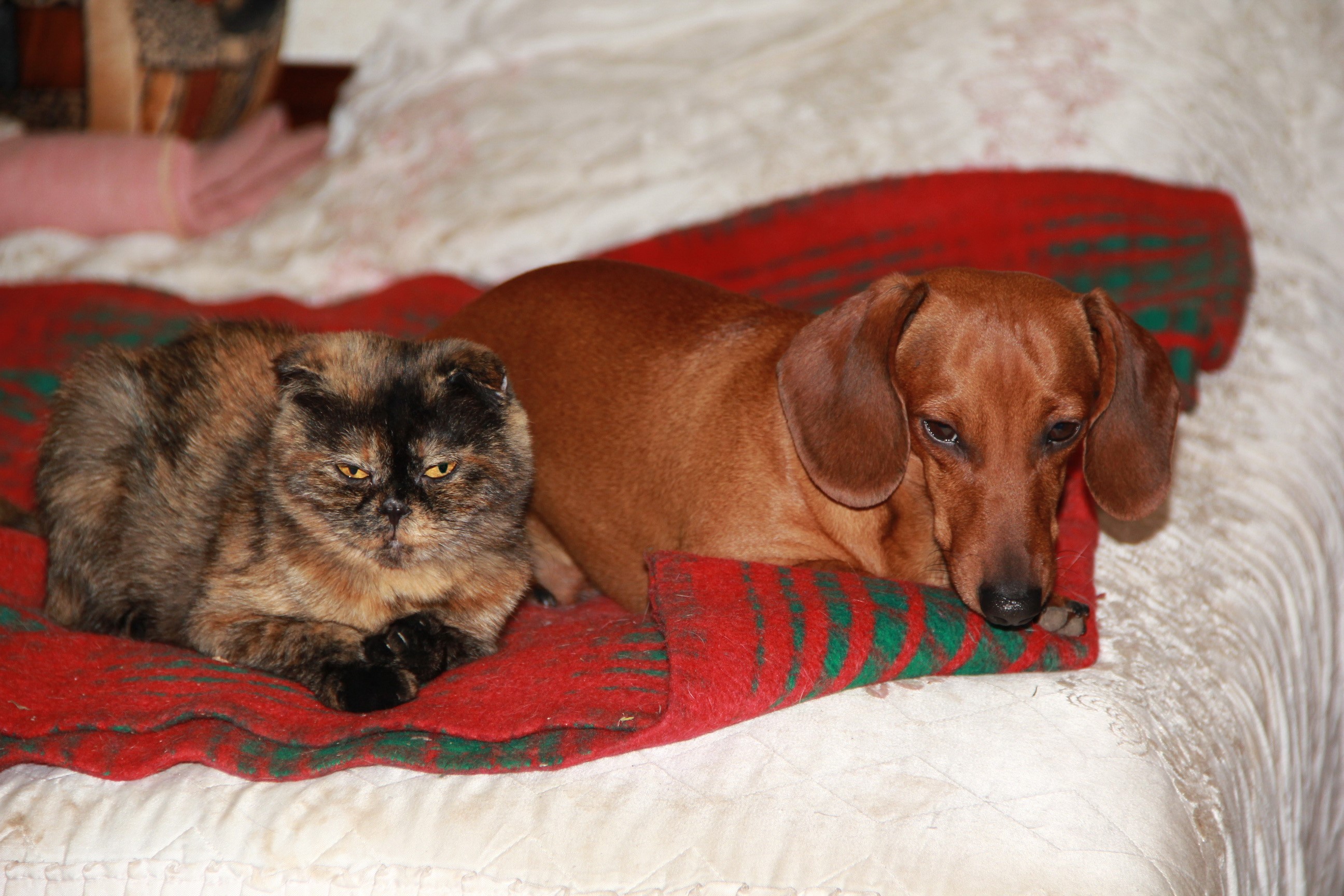 Tortoiseshell cat and dachshund dog on a bed HD Wallpaper