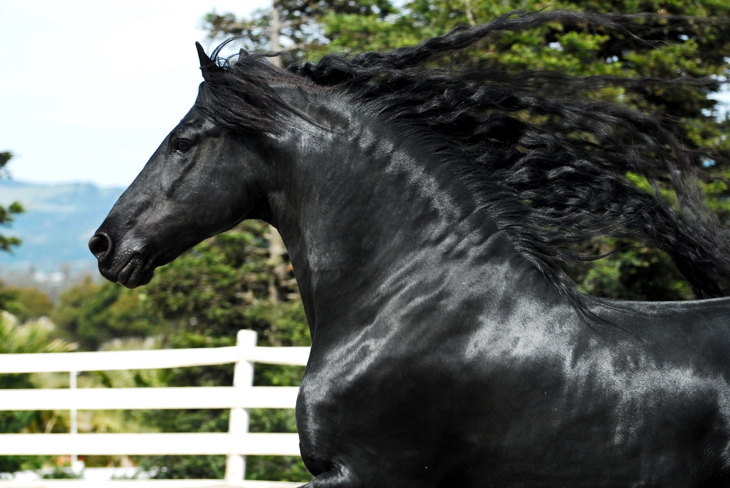 Black Friesian horse with flowing mane HD Wallpaper